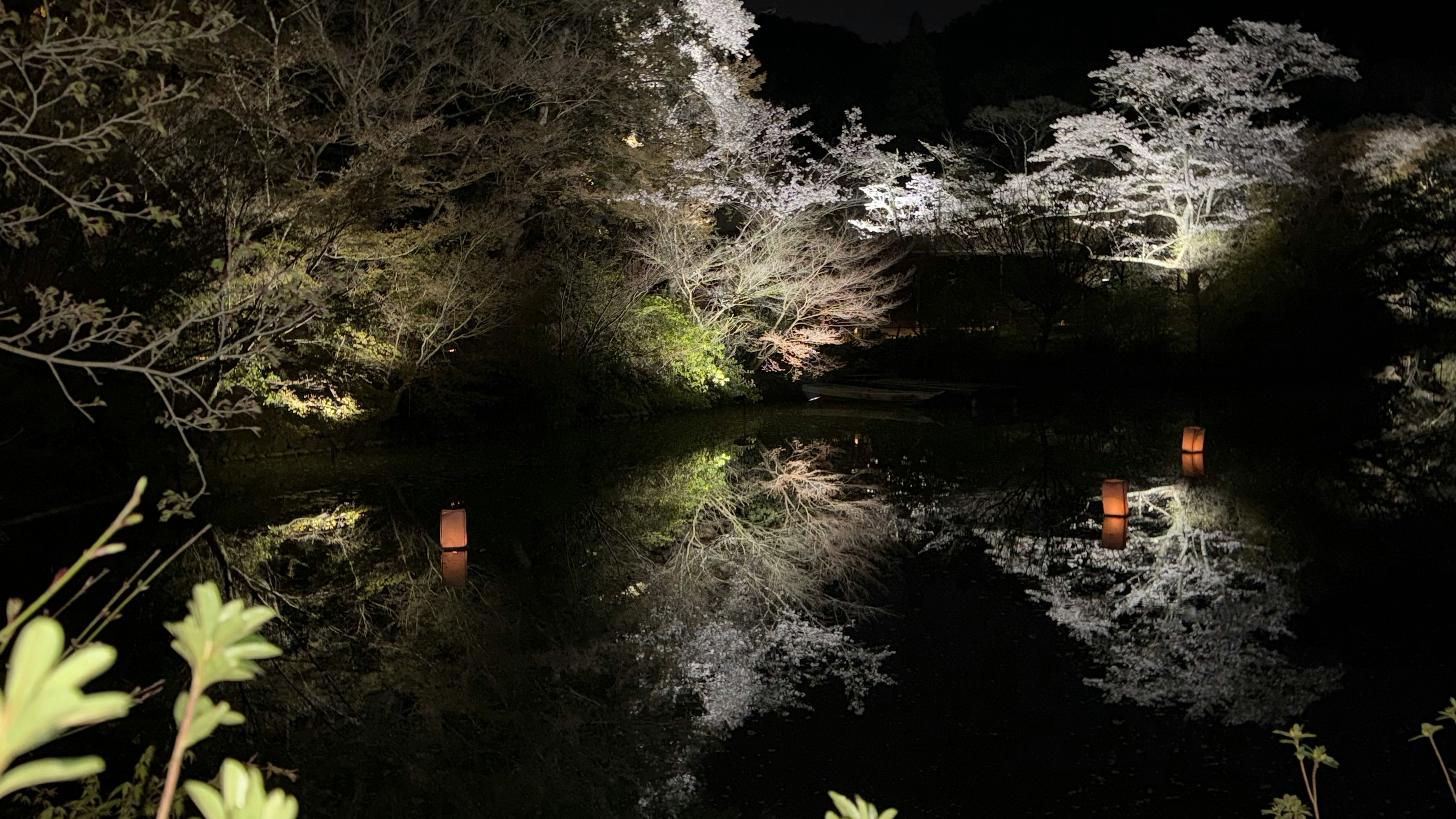夜の御船山楽園でライトアップされた桜の景色