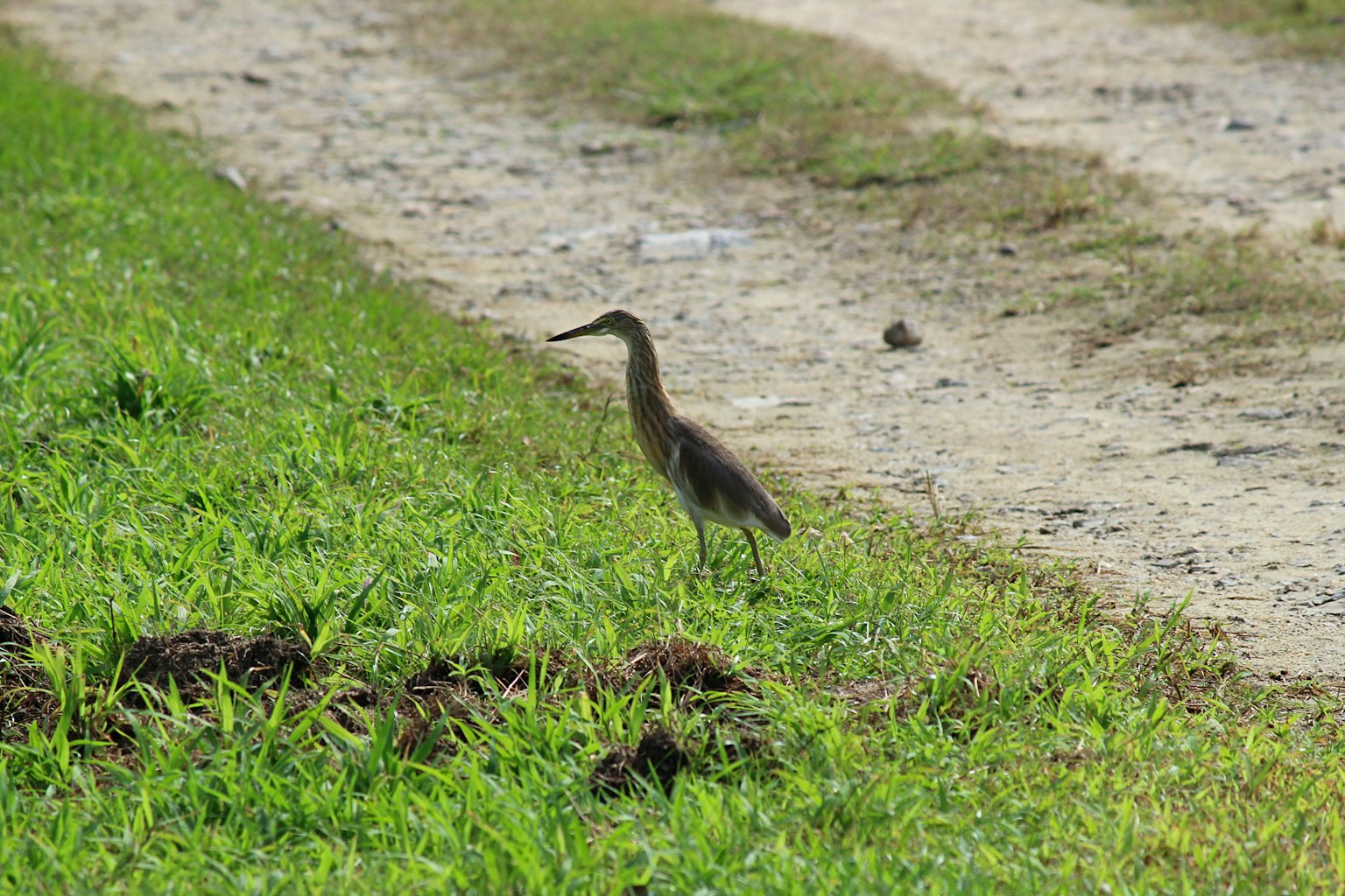 A bird standing on green grass near a dirt path