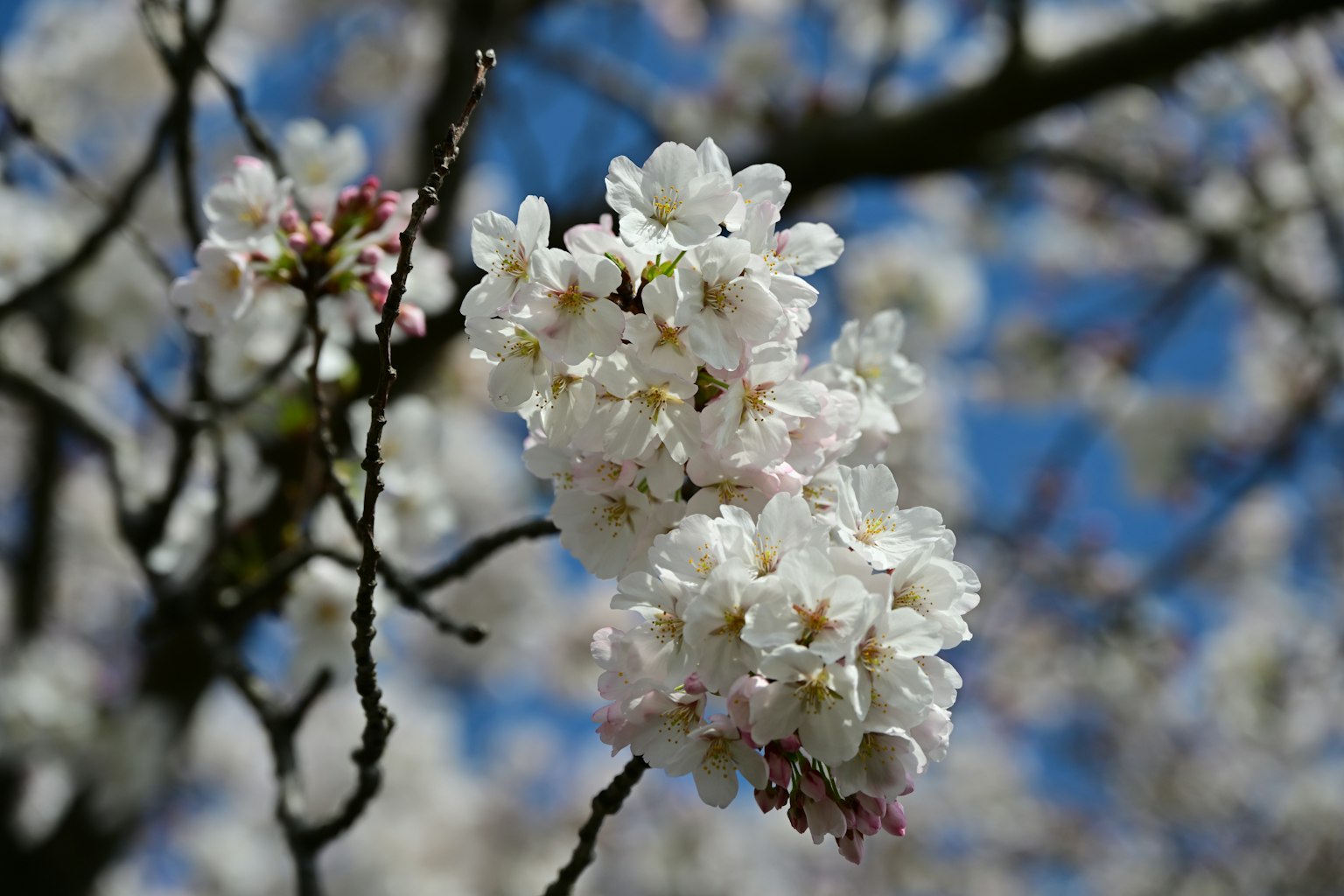 桜の花が満開で青空を背景にしている