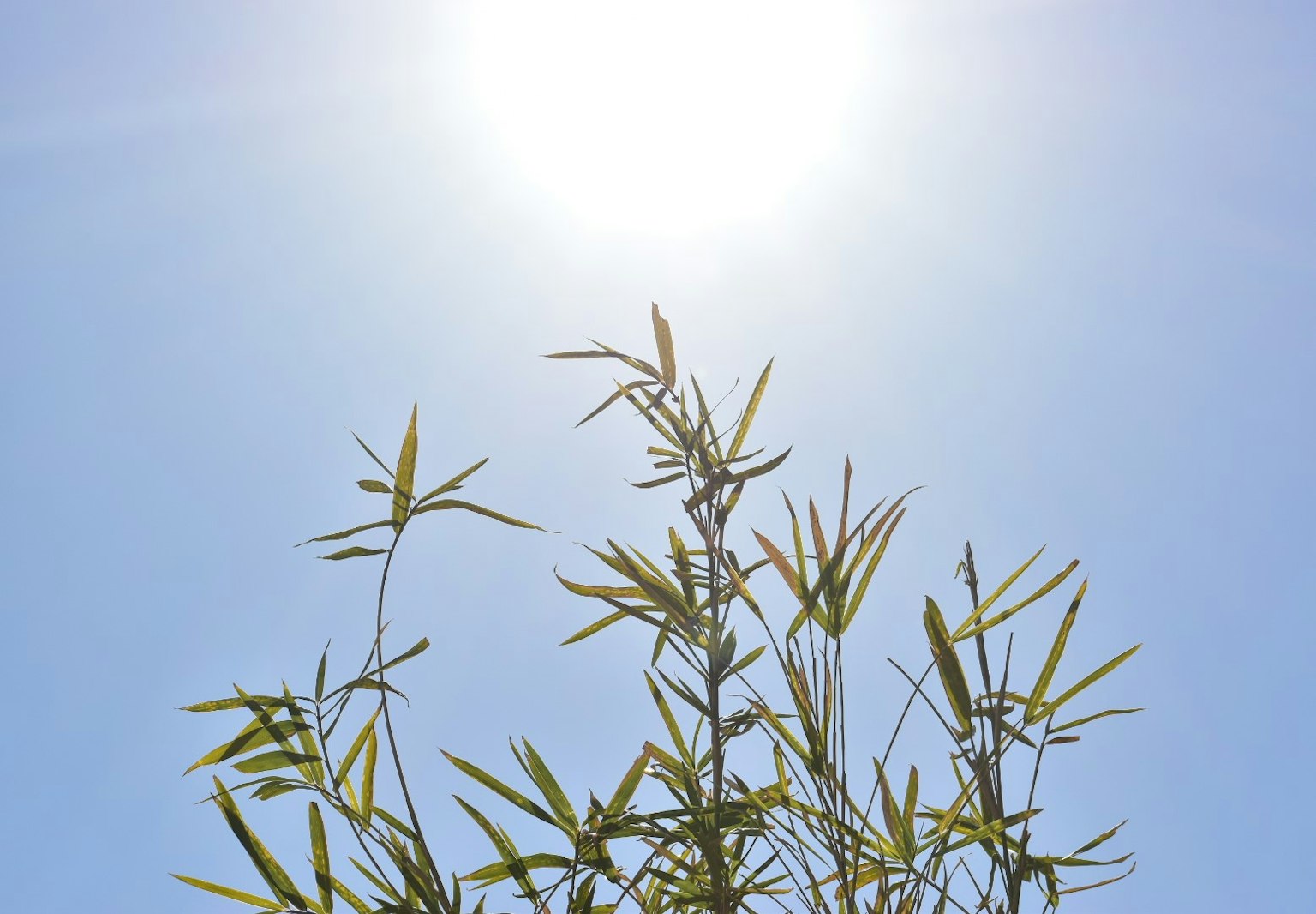 Foglie di bambù che si allungano verso il sole luminoso in un cielo blu chiaro