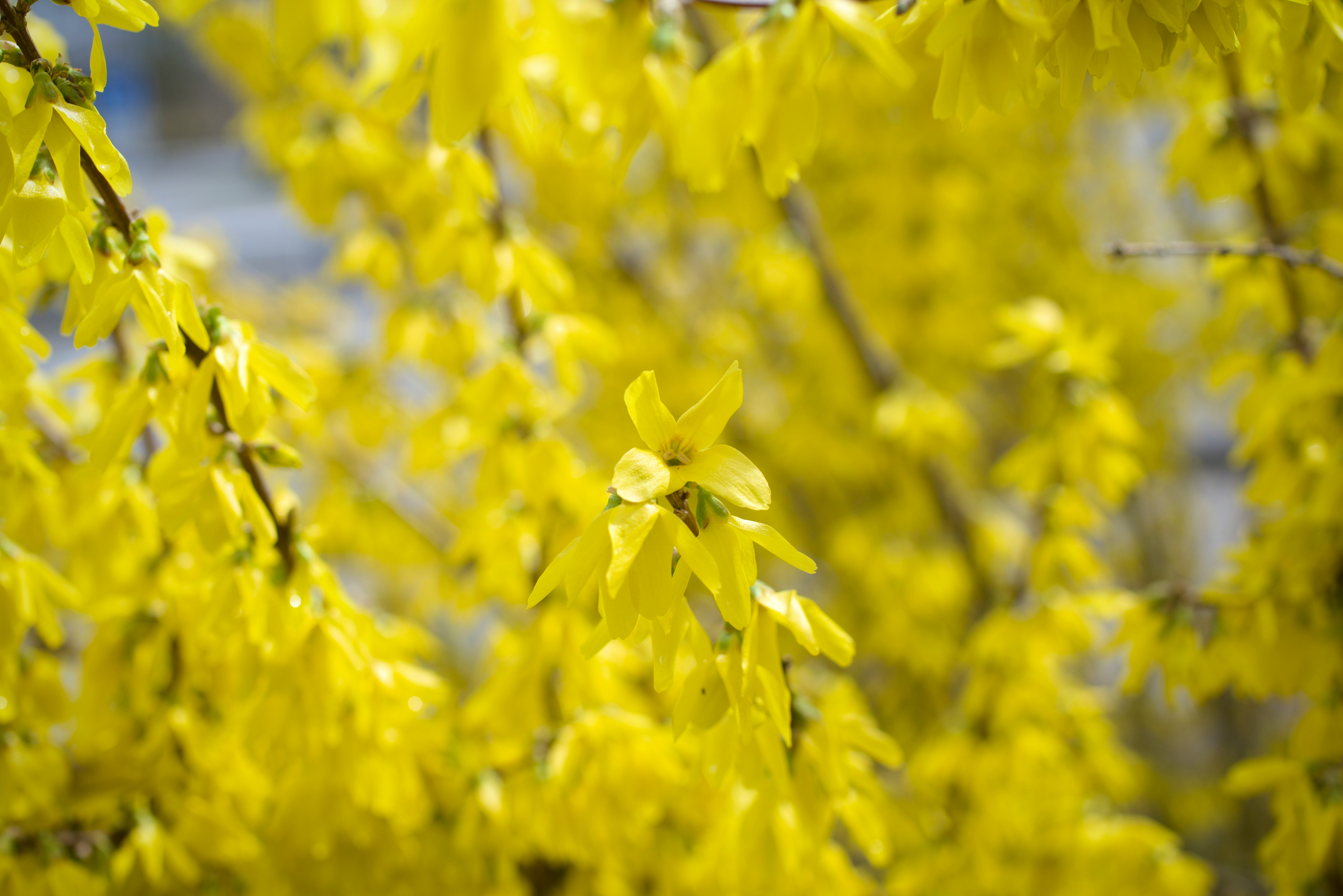 黄色いレンギョウの花が咲き並ぶ春の枝先