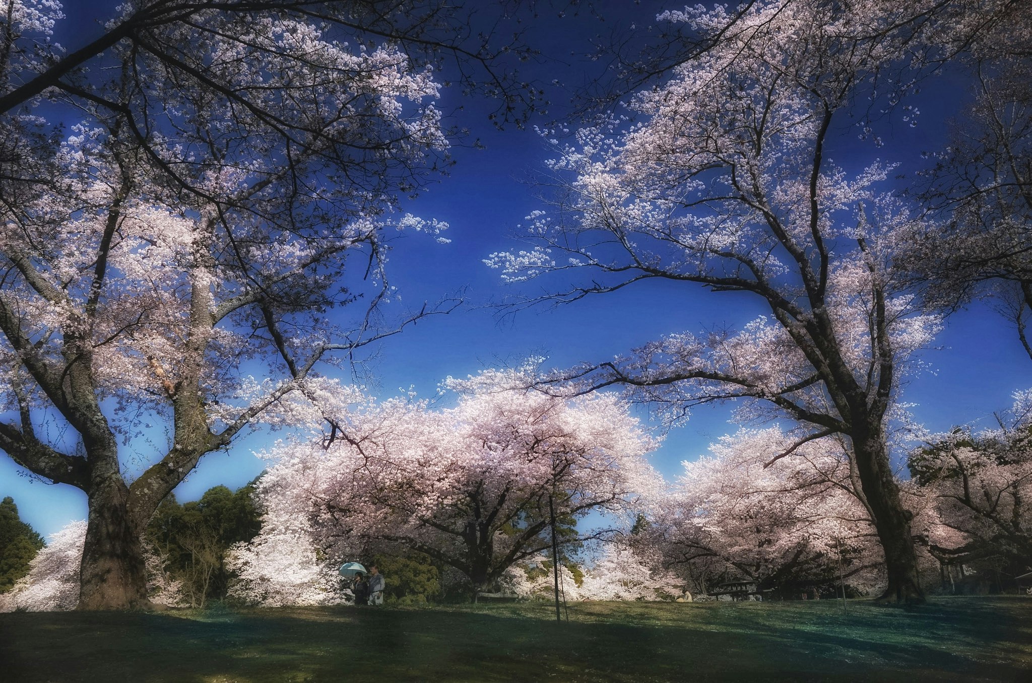 Spring cherry blossoms along a tree-lined path under a blue sky