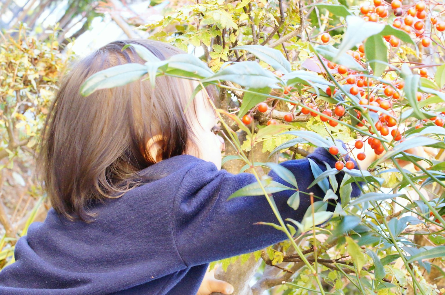 Kind pflückt rote Beeren umgeben von grünen Blättern