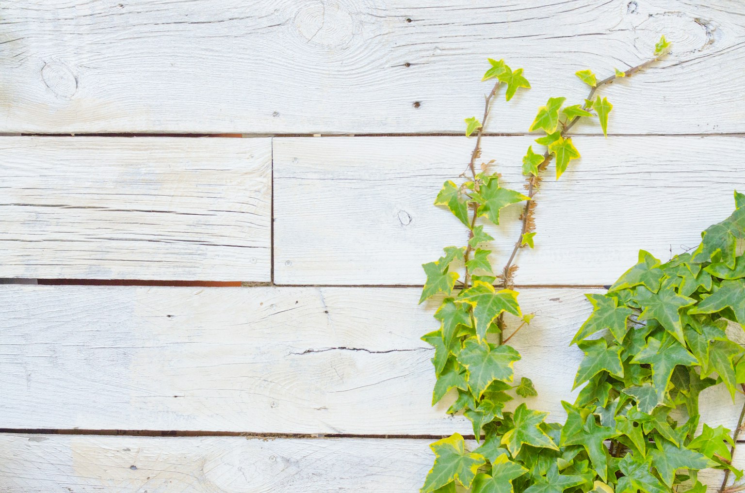 Vigne de lierre verte grimpant sur un mur en bois blanc