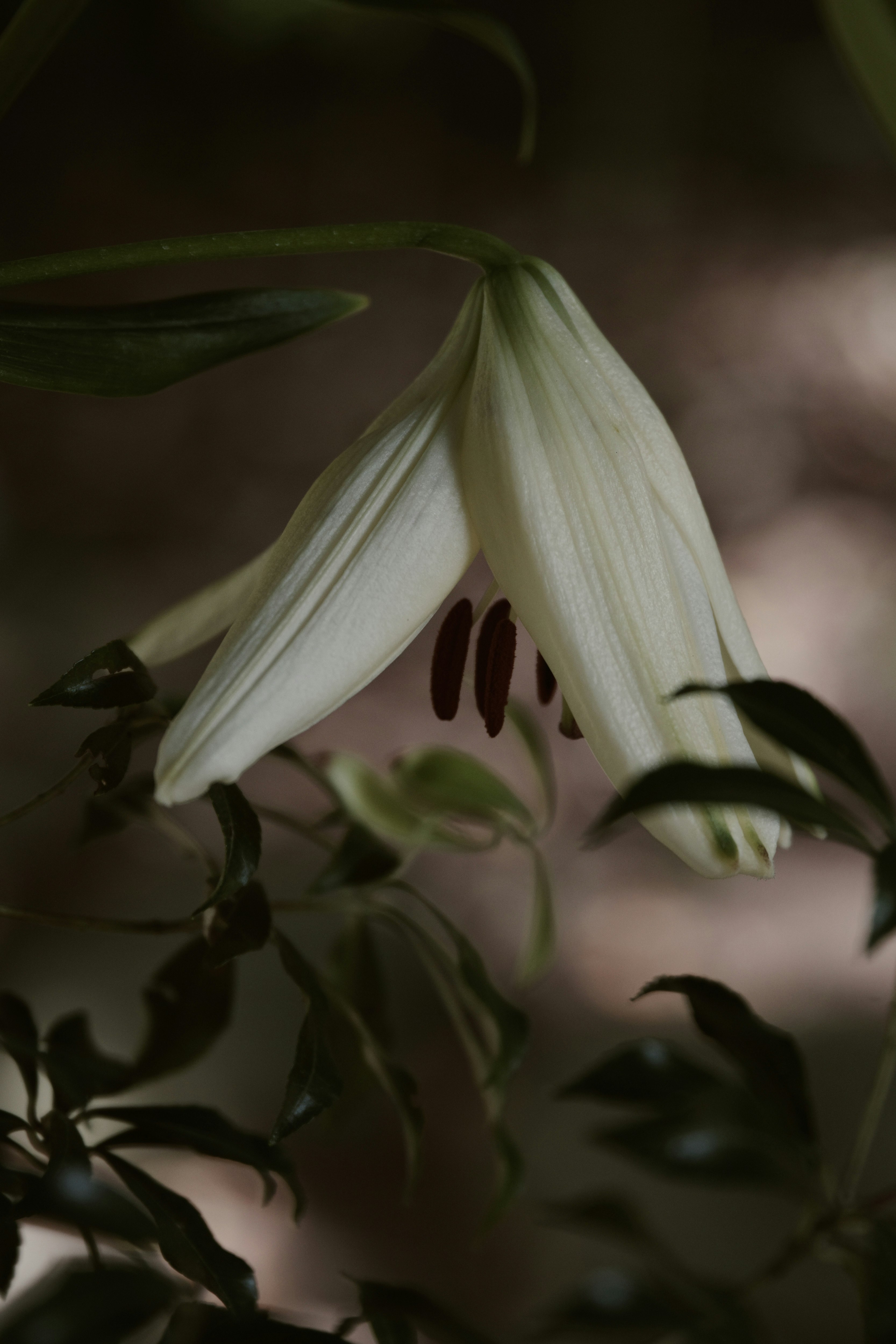 手水舎の百合の花と花びらのクローズアップ