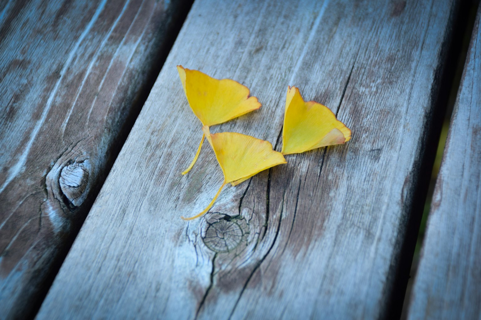 Daun ginkgo kuning di atas papan kayu