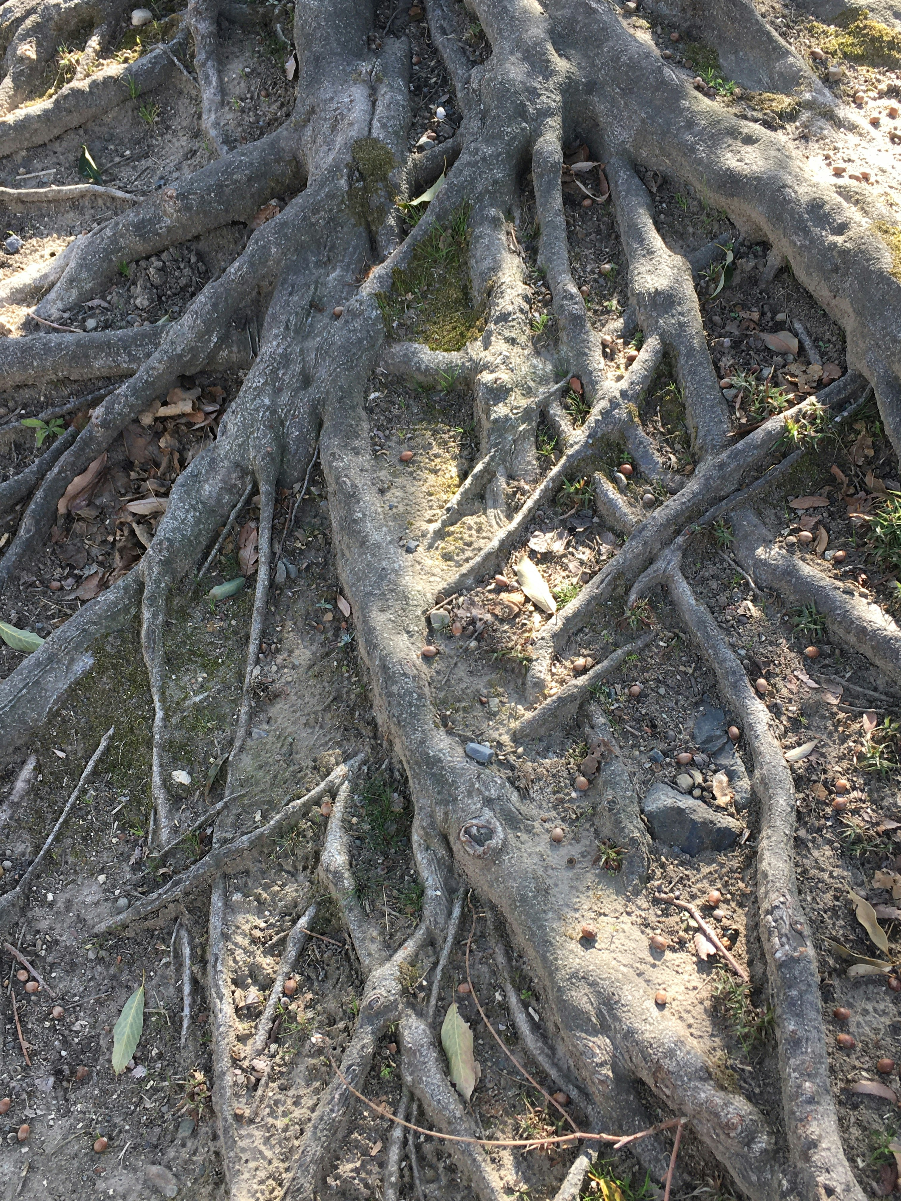 grosses racines d’arbre étalées au sol