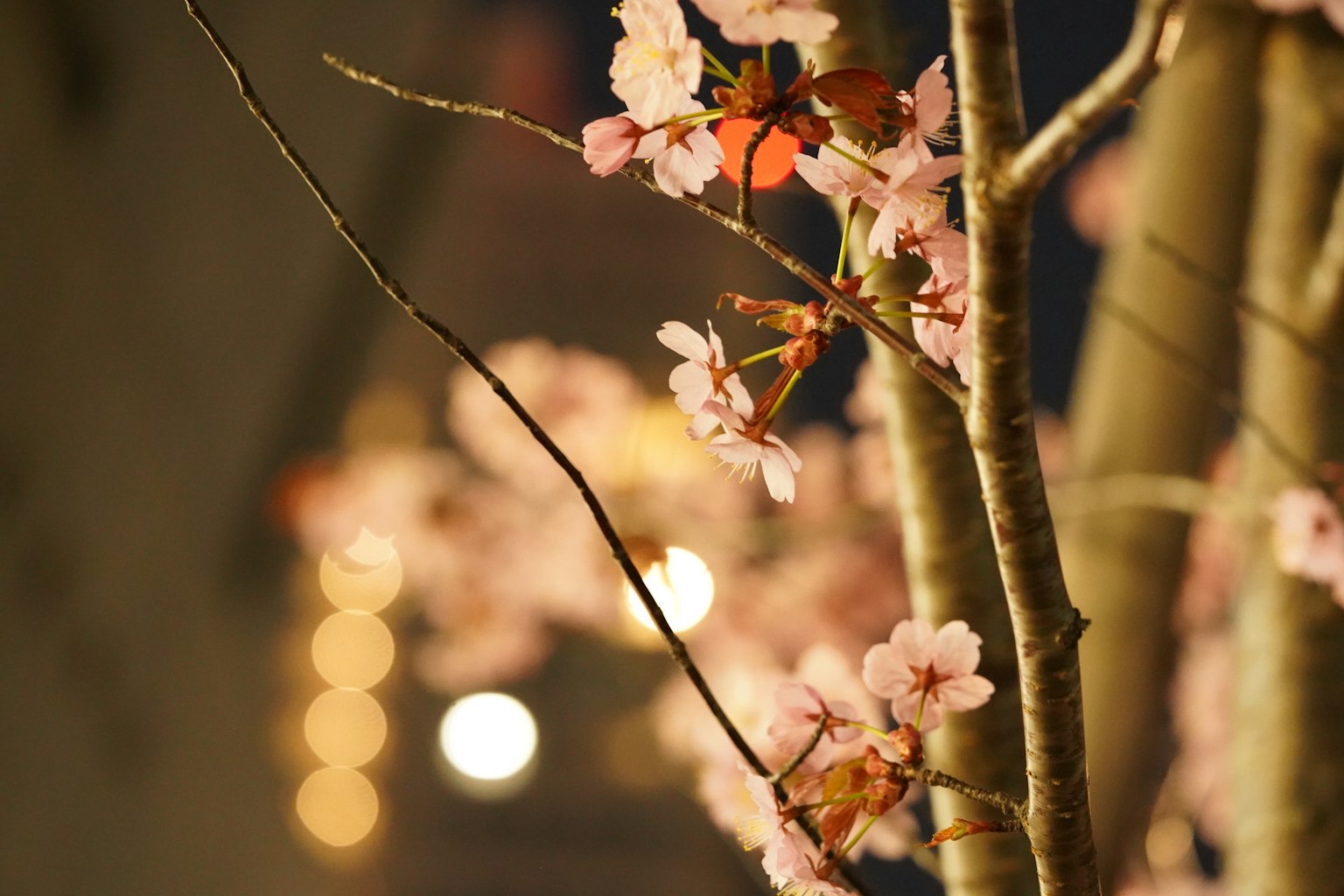 Primer plano de ramas de flores de cerezo con luces de fondo borrosas
