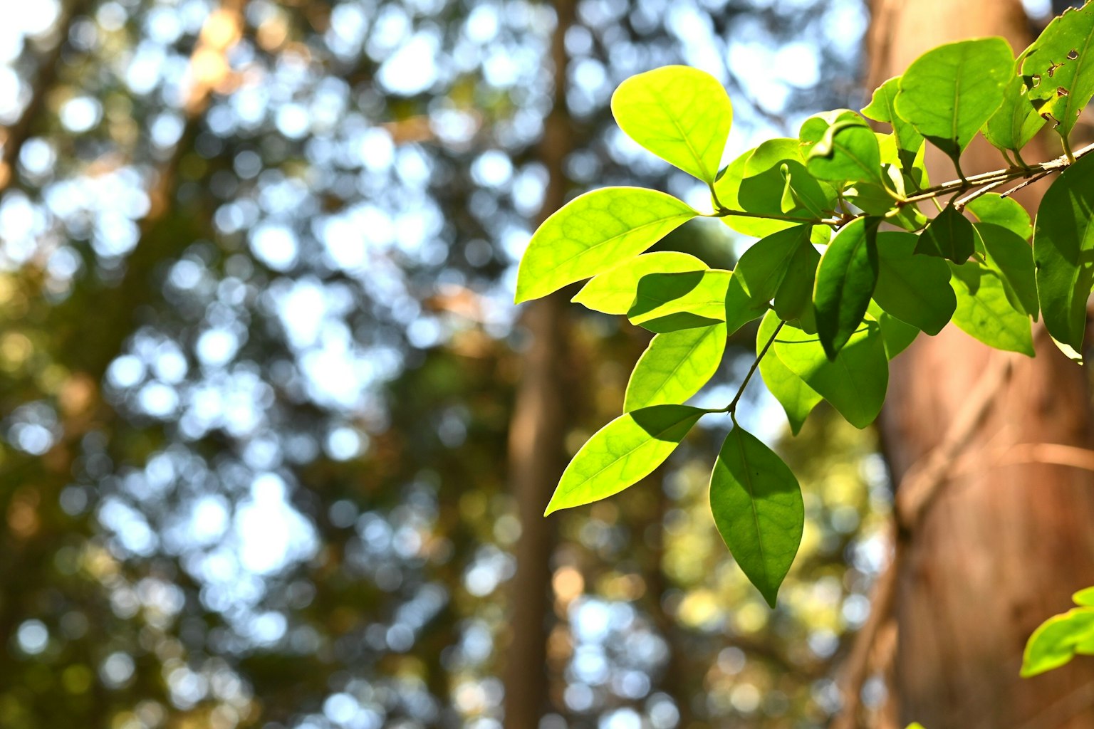 Green leaves near a tree trunk in a natural setting