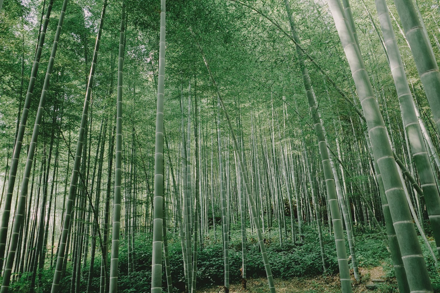 Foresta di bambù verde lussureggiante con alti steli di bambù