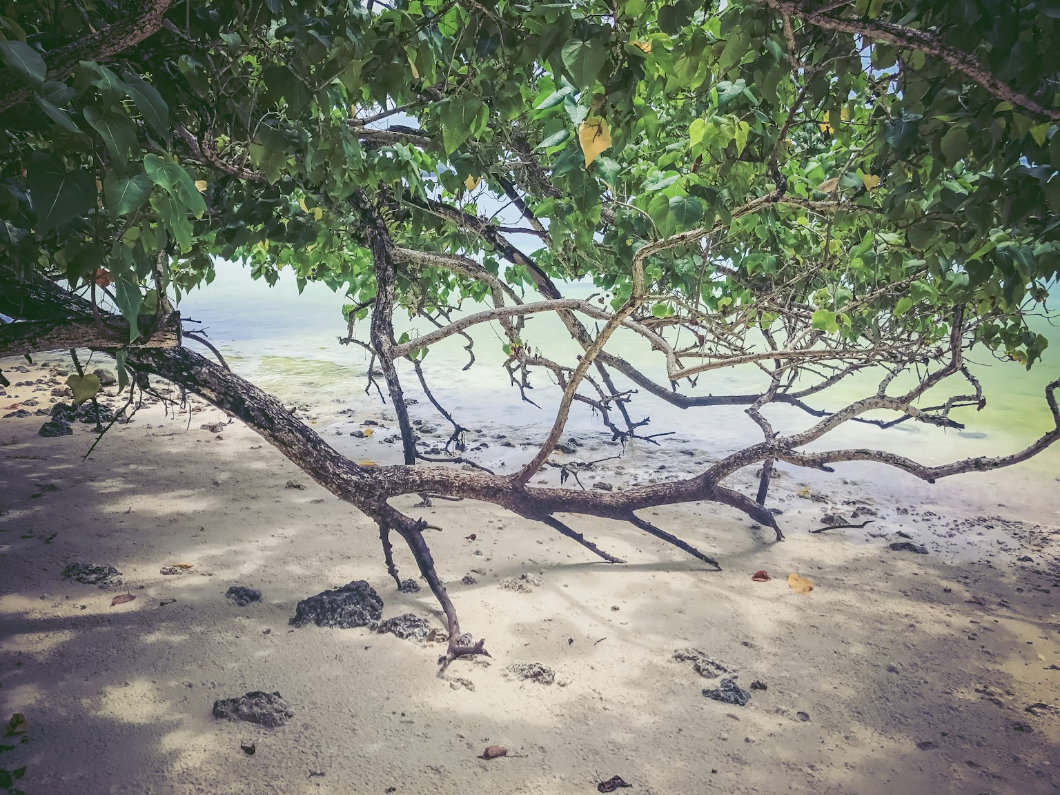 Cabang pohon yang menjulur di pantai berpasir dengan daun hijau