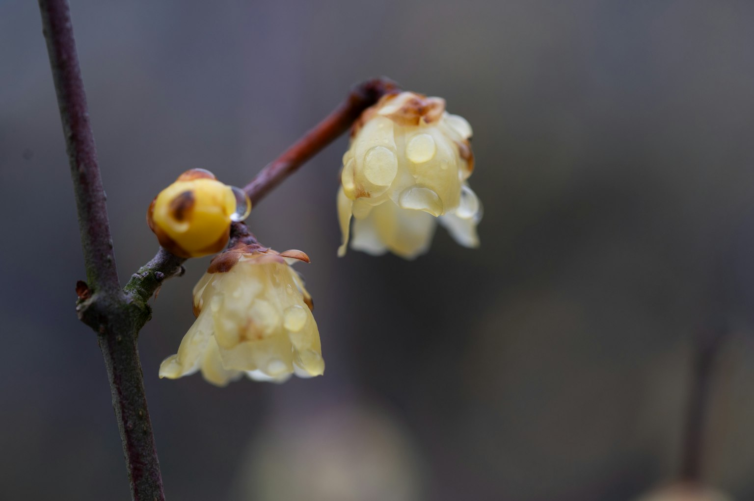 Gros plan de fleurs jaunes et de boutons