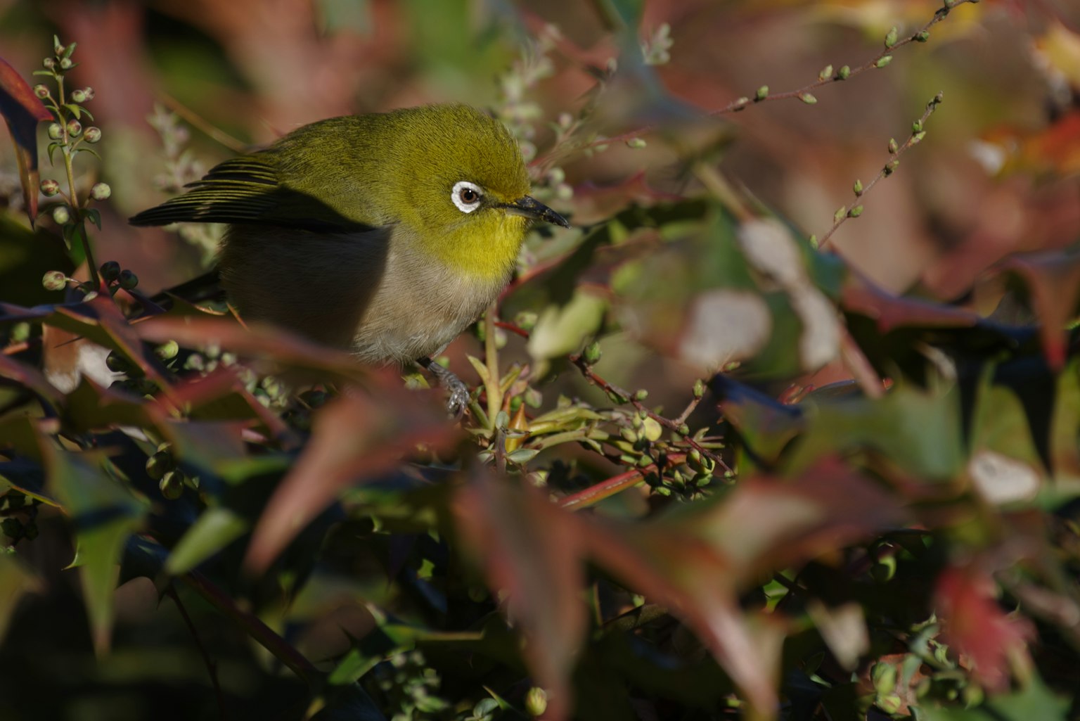 Un pájaro verde escondido entre hojas coloridas