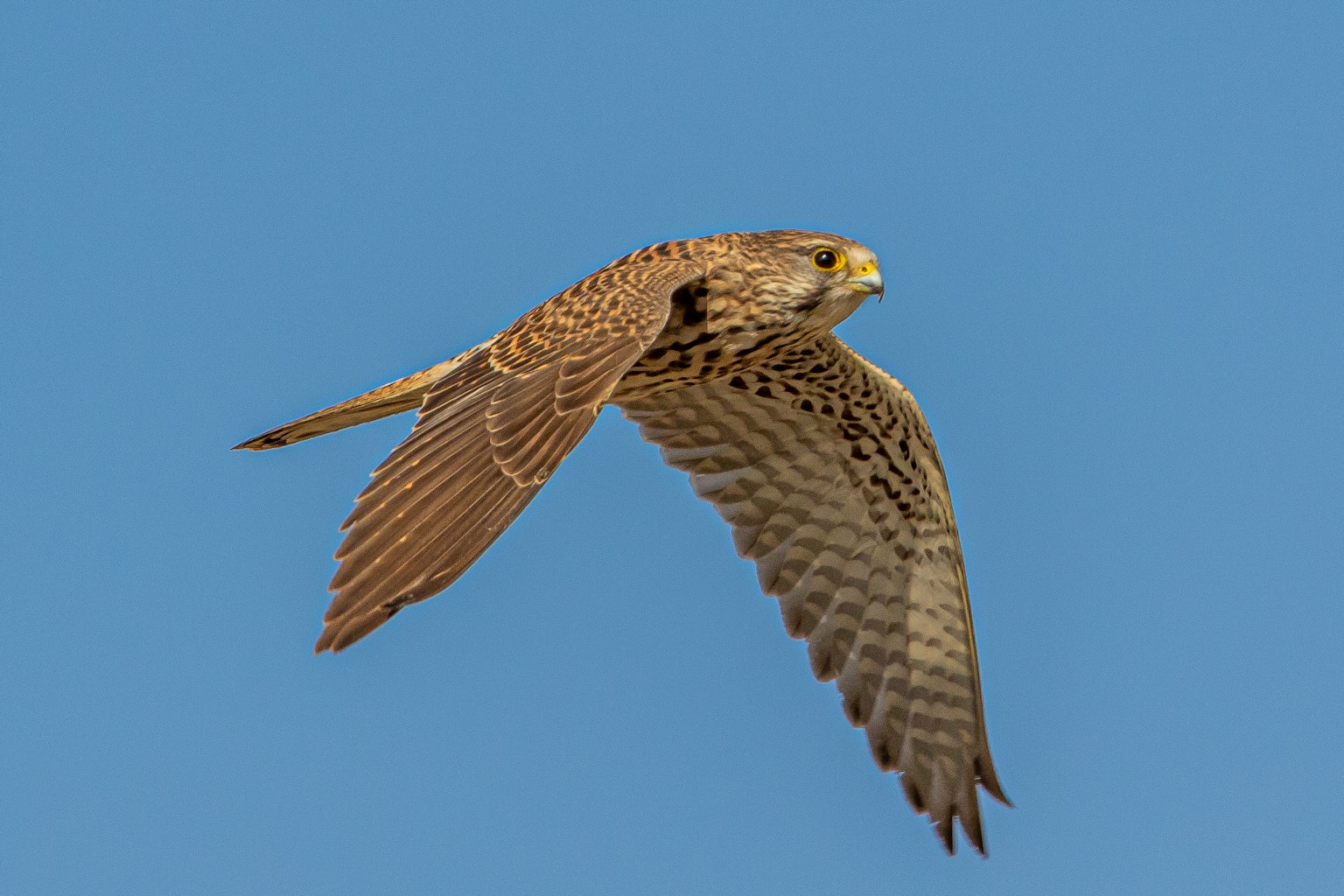 Ein klares Bild eines fliegenden Falken im Himmel