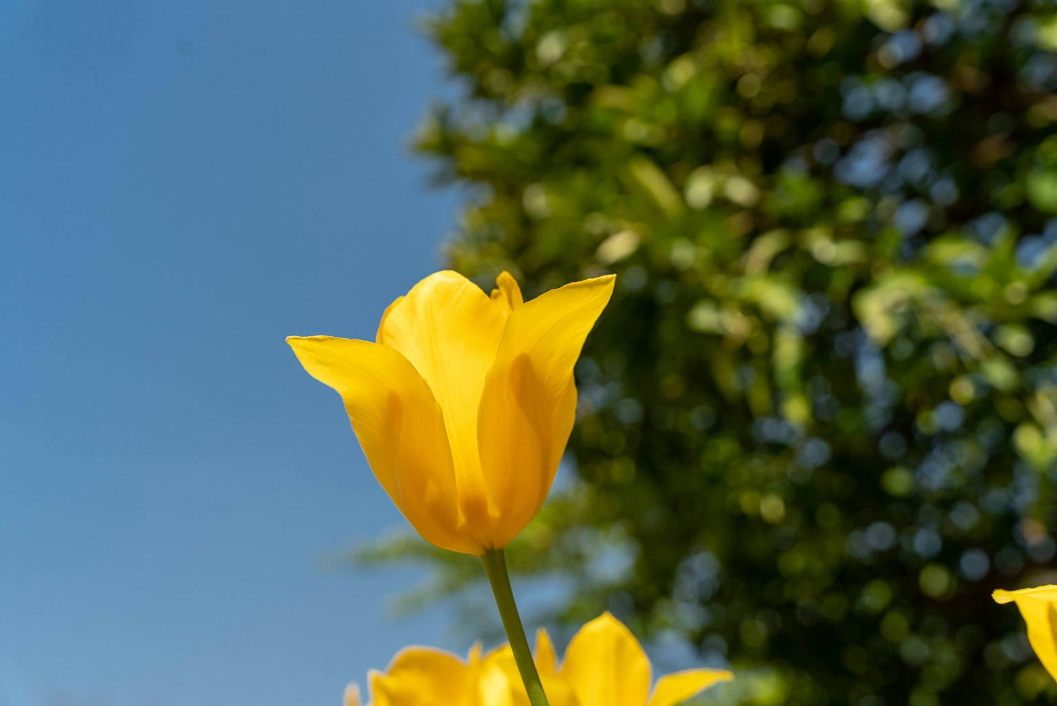 Giallo tulipano che fiorisce sotto un cielo blu