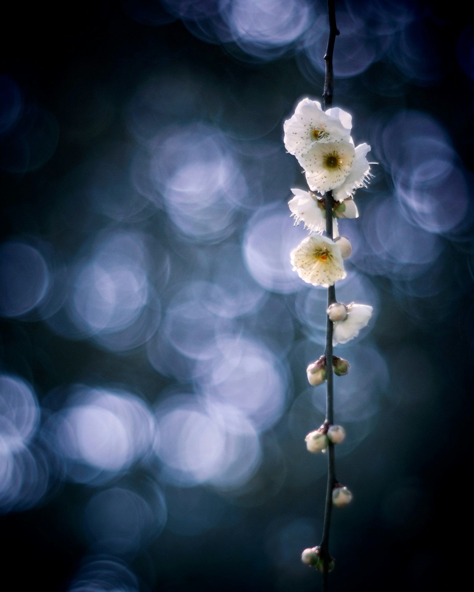 Beautiful image of white flowers against a blurred background