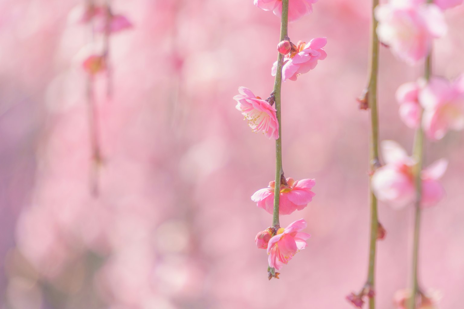 Delicate pink flowers hanging from branches in a soft background