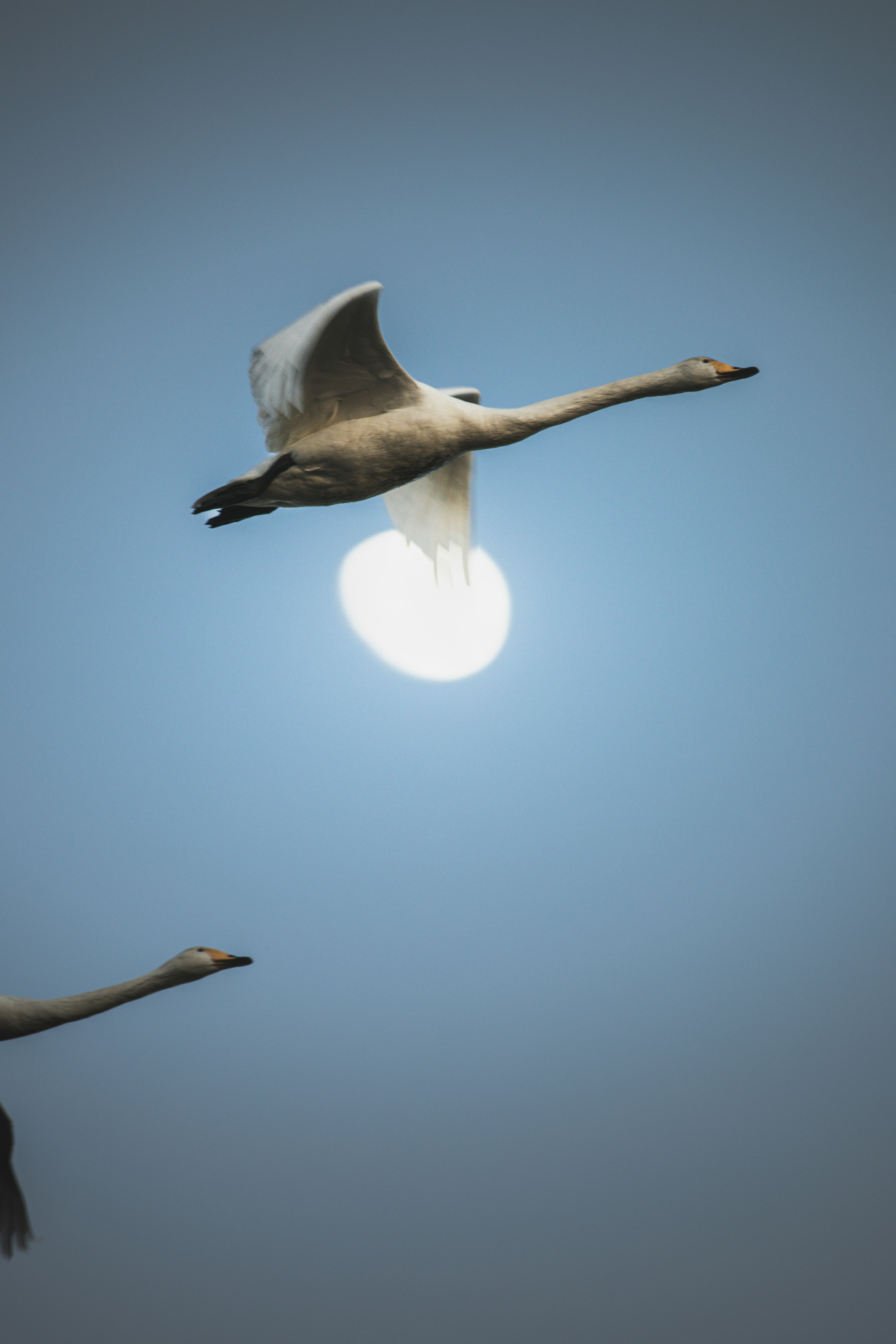 空を飛ぶ白鳥と太陽のシルエット