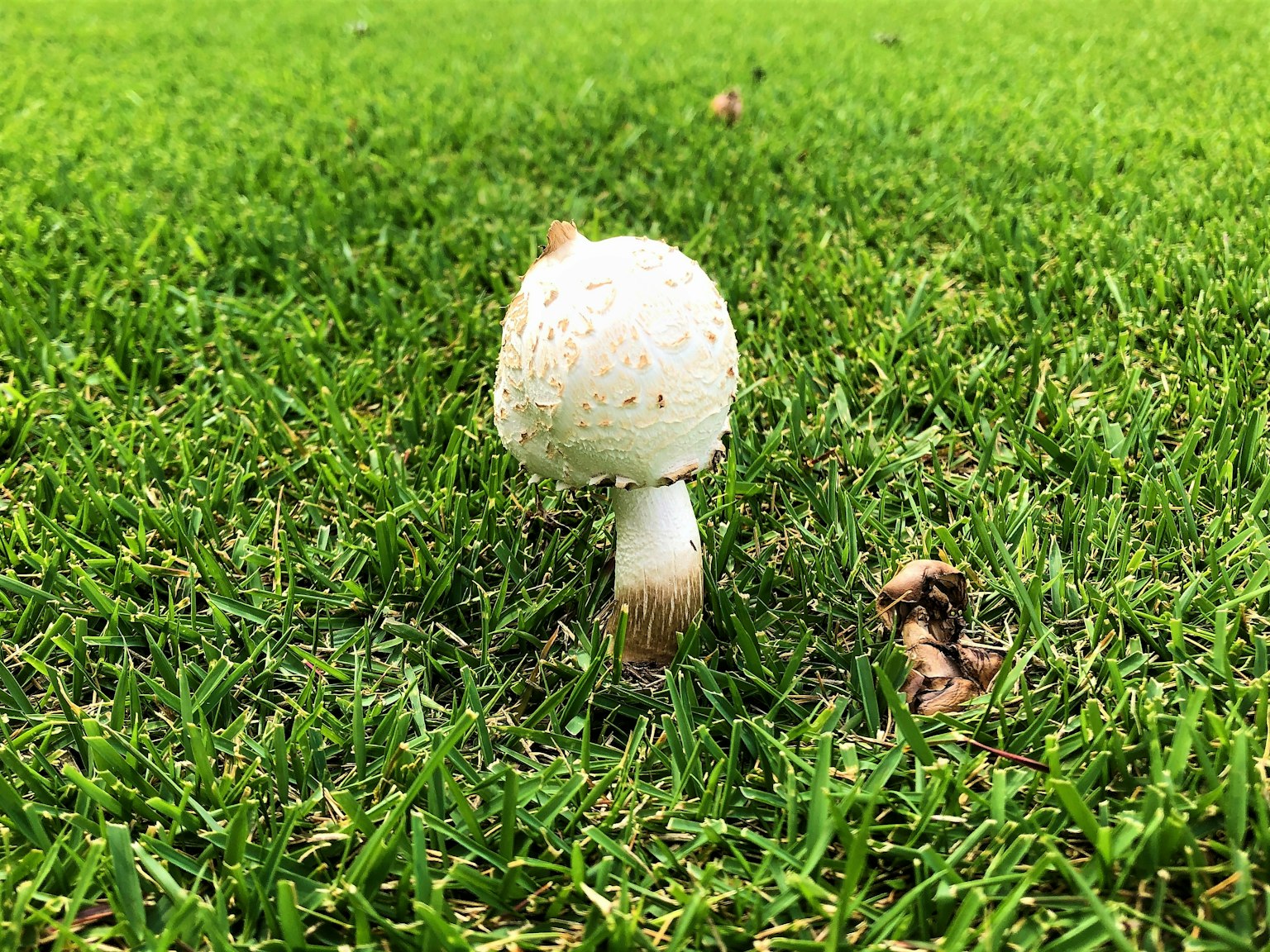 Ein weißer Pilz steht auf grünem Gras