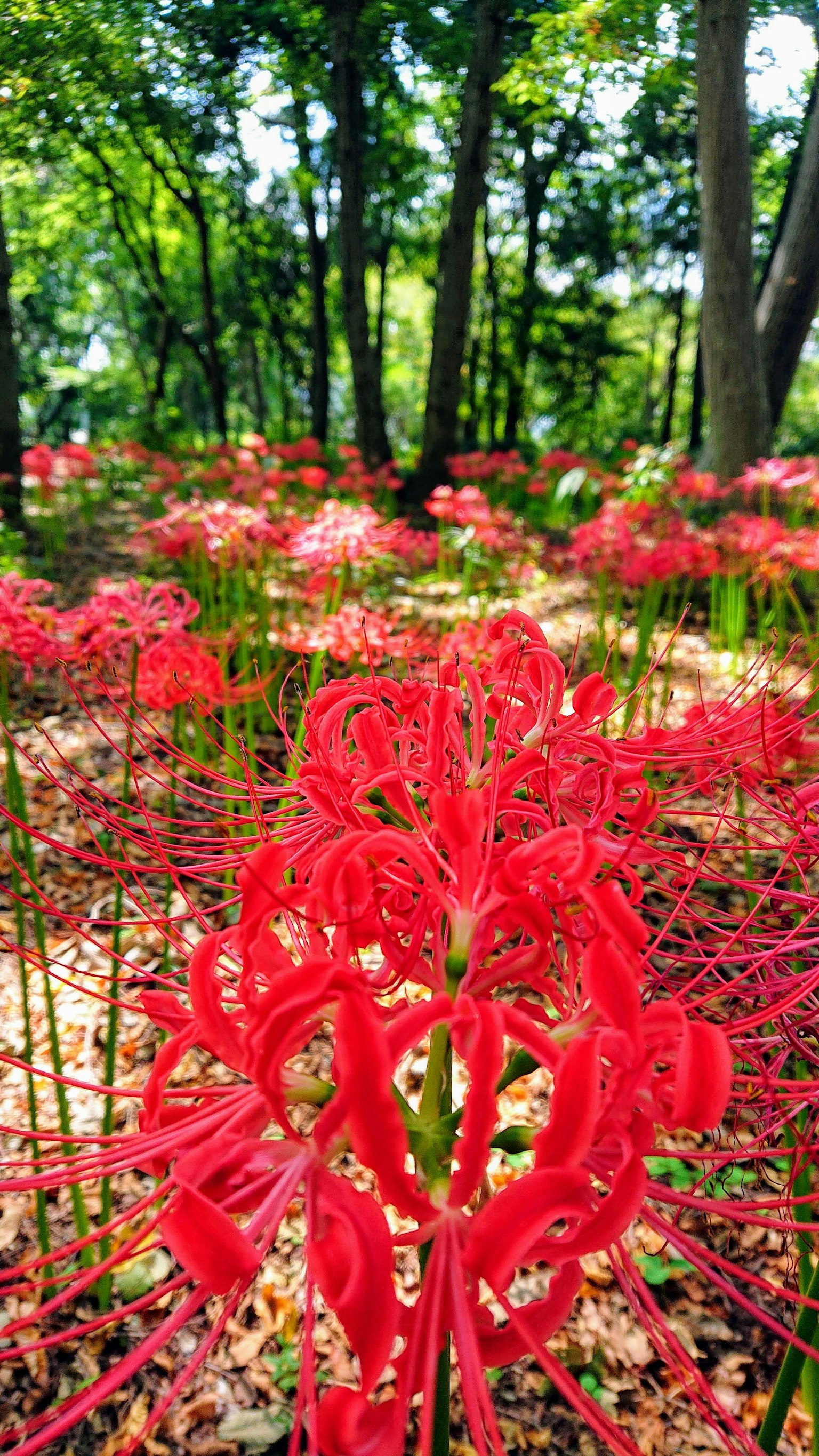 A field of red spider lilies in a forest