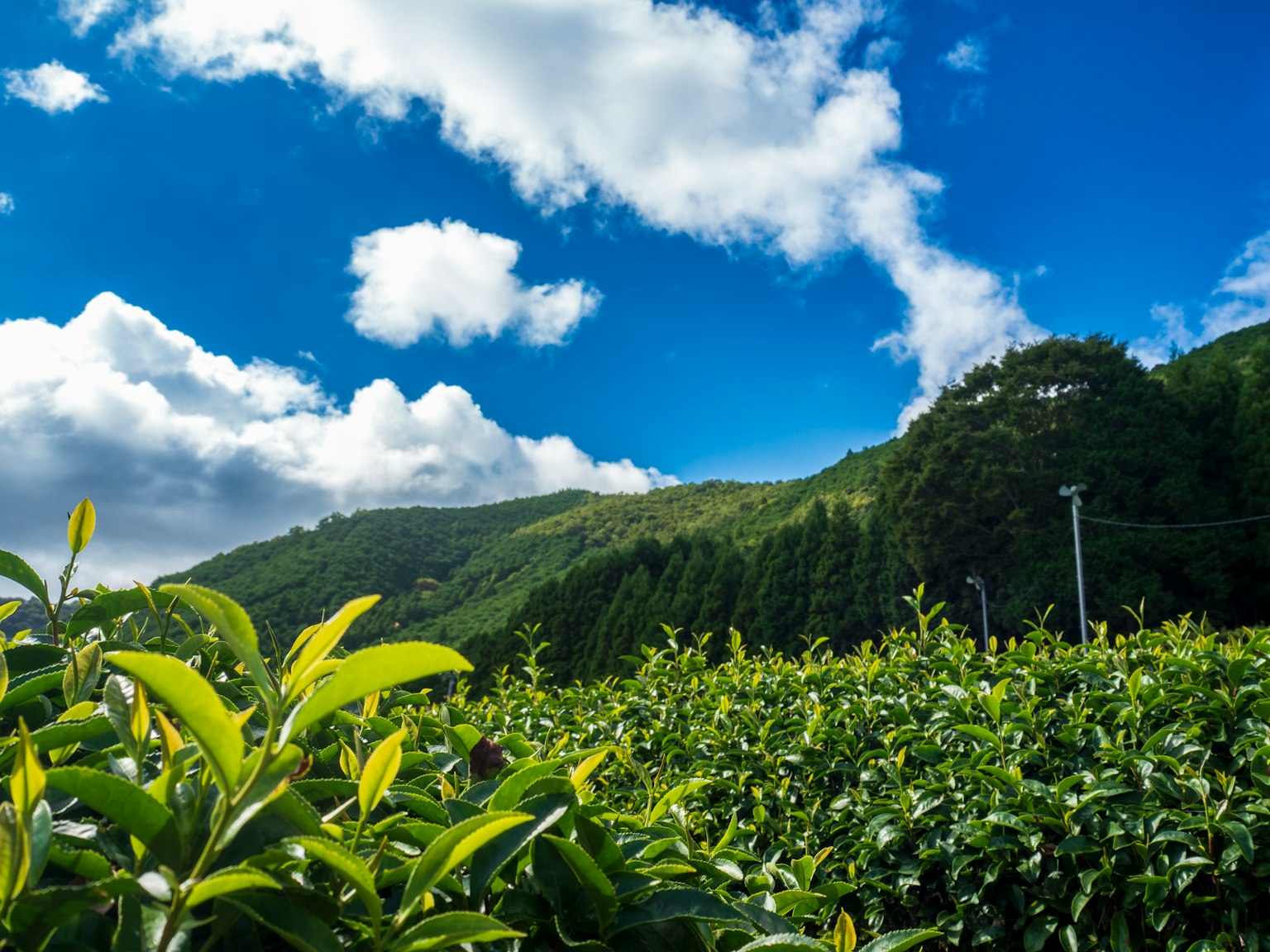 Campos de té exuberantes bajo un cielo azul con nubes blancas