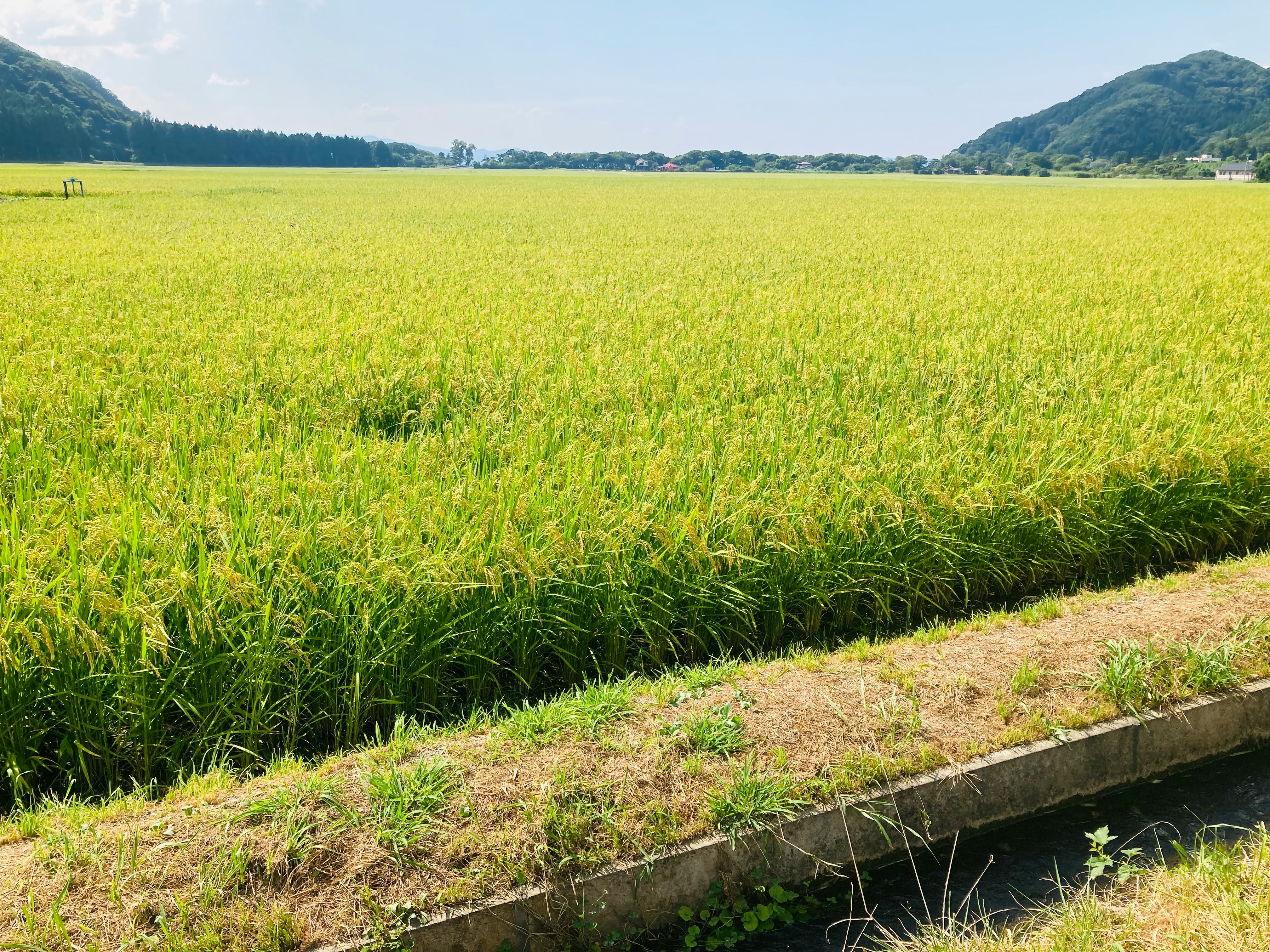 green rice field with distant mountains landscape