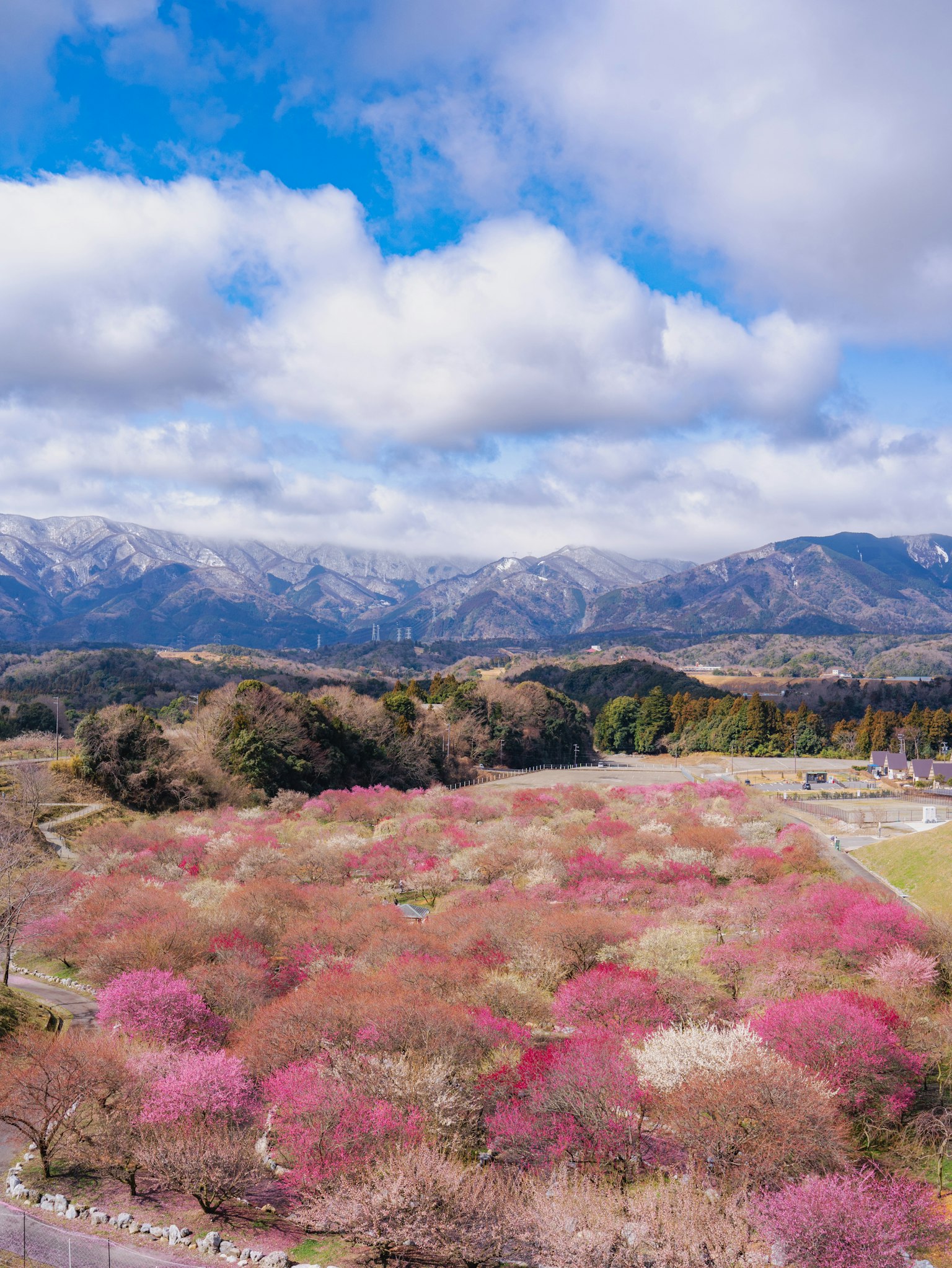 A beautiful landscape of pink blooming flowers against a backdrop of mountains
