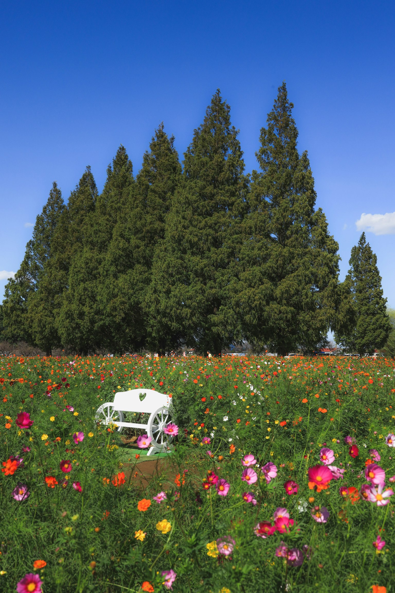 Une poussette blanche placée dans un champ de fleurs colorées sous un ciel bleu