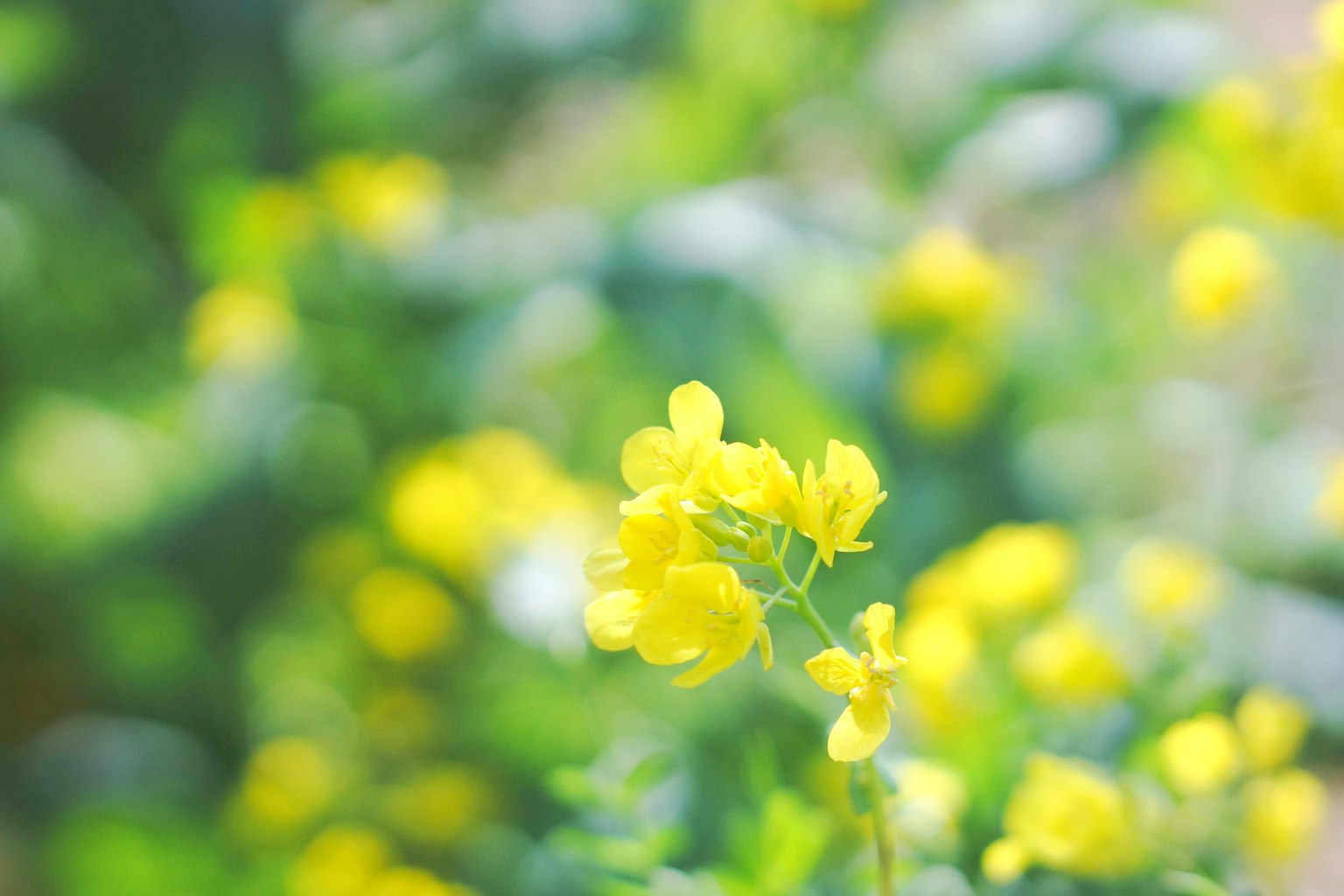 Blurred background featuring vibrant yellow flowers