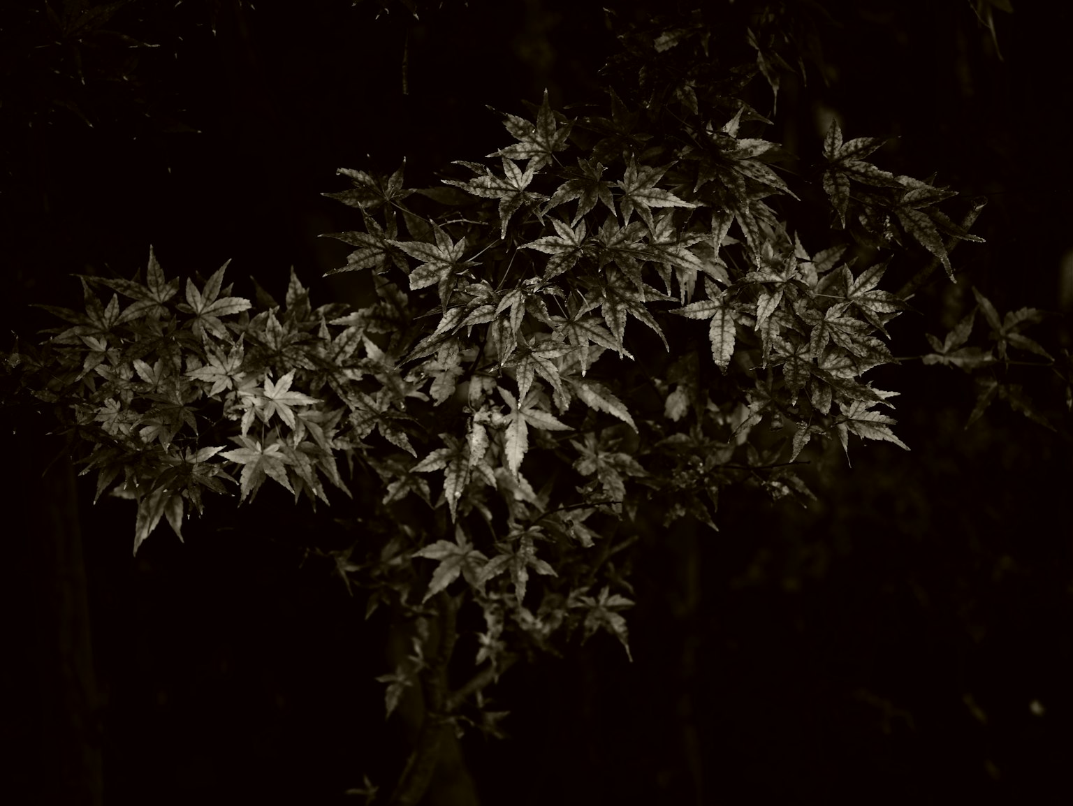 黑暗背景上的叶子簇