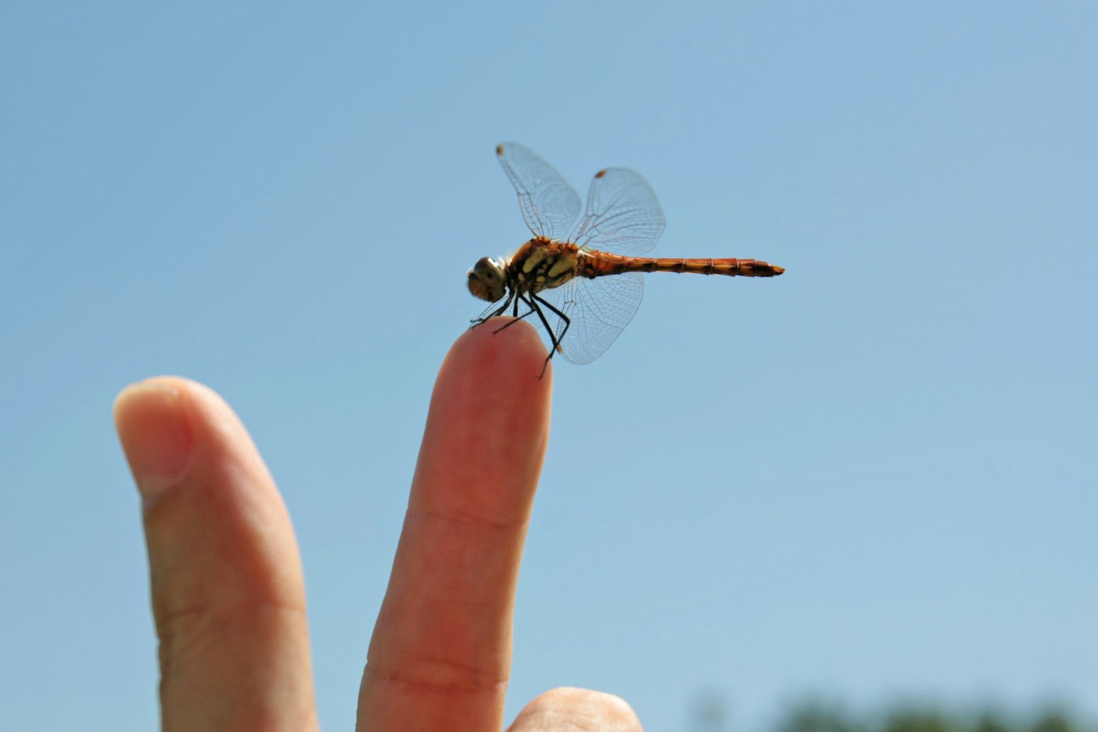 Libellula appollaiata su un dito contro un cielo blu