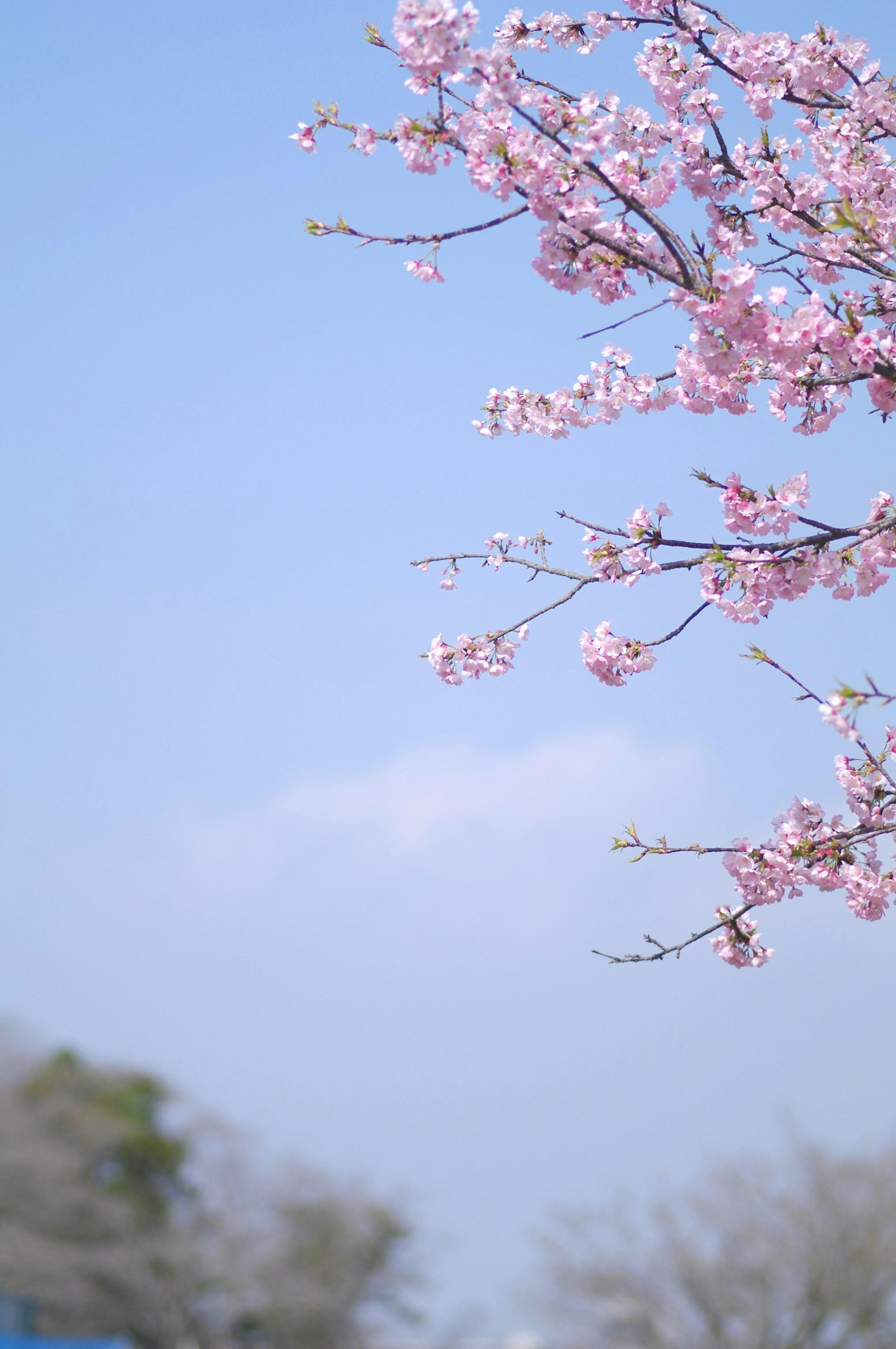 Fiori di ciliegio che sbocciano contro un cielo blu chiaro