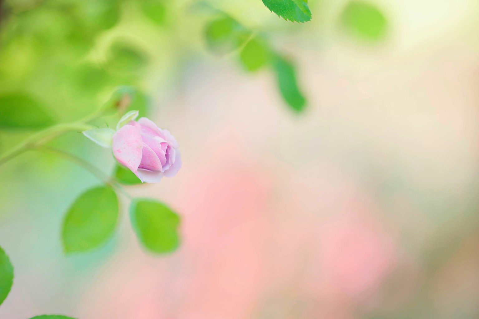 Primer plano de un delicado capullo rosa con hojas verdes