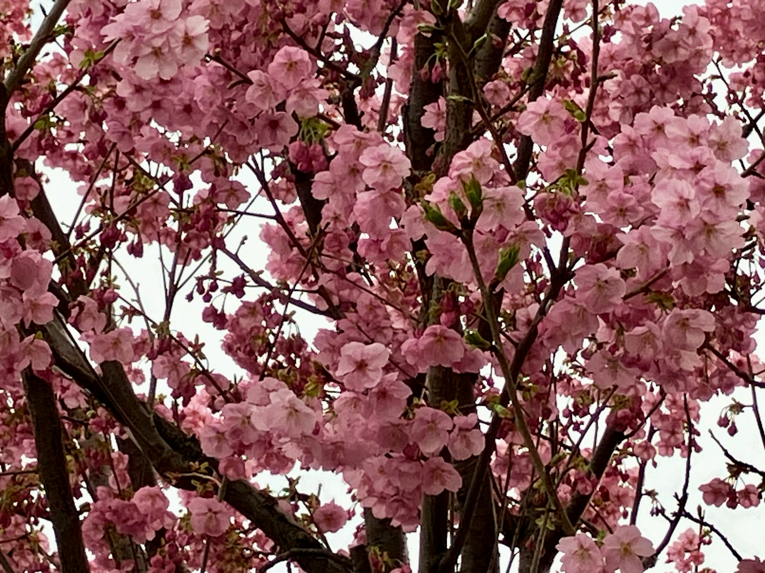 盛开的樱花树特写