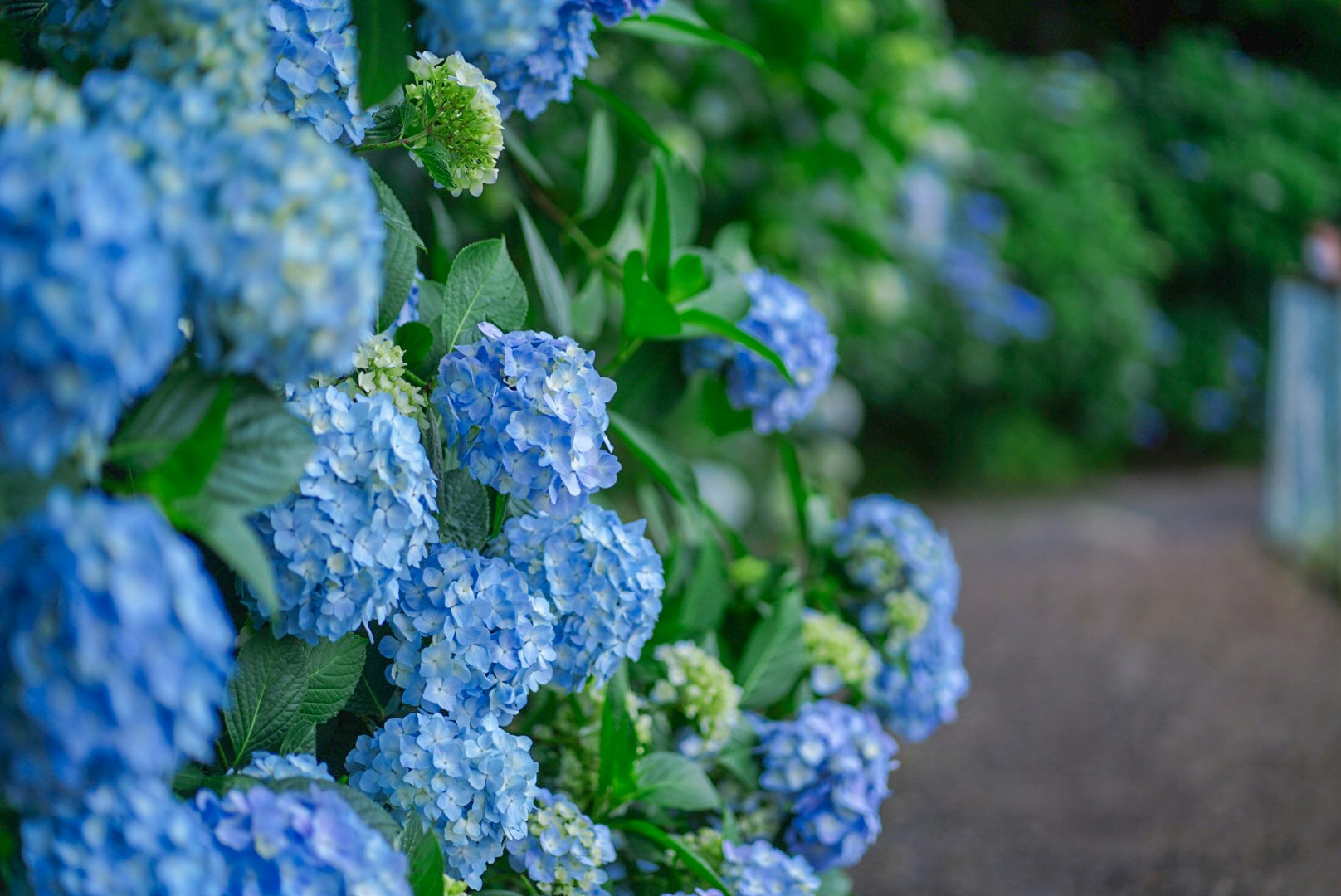 青いアジサイの花と緑の庭のボケ背景
