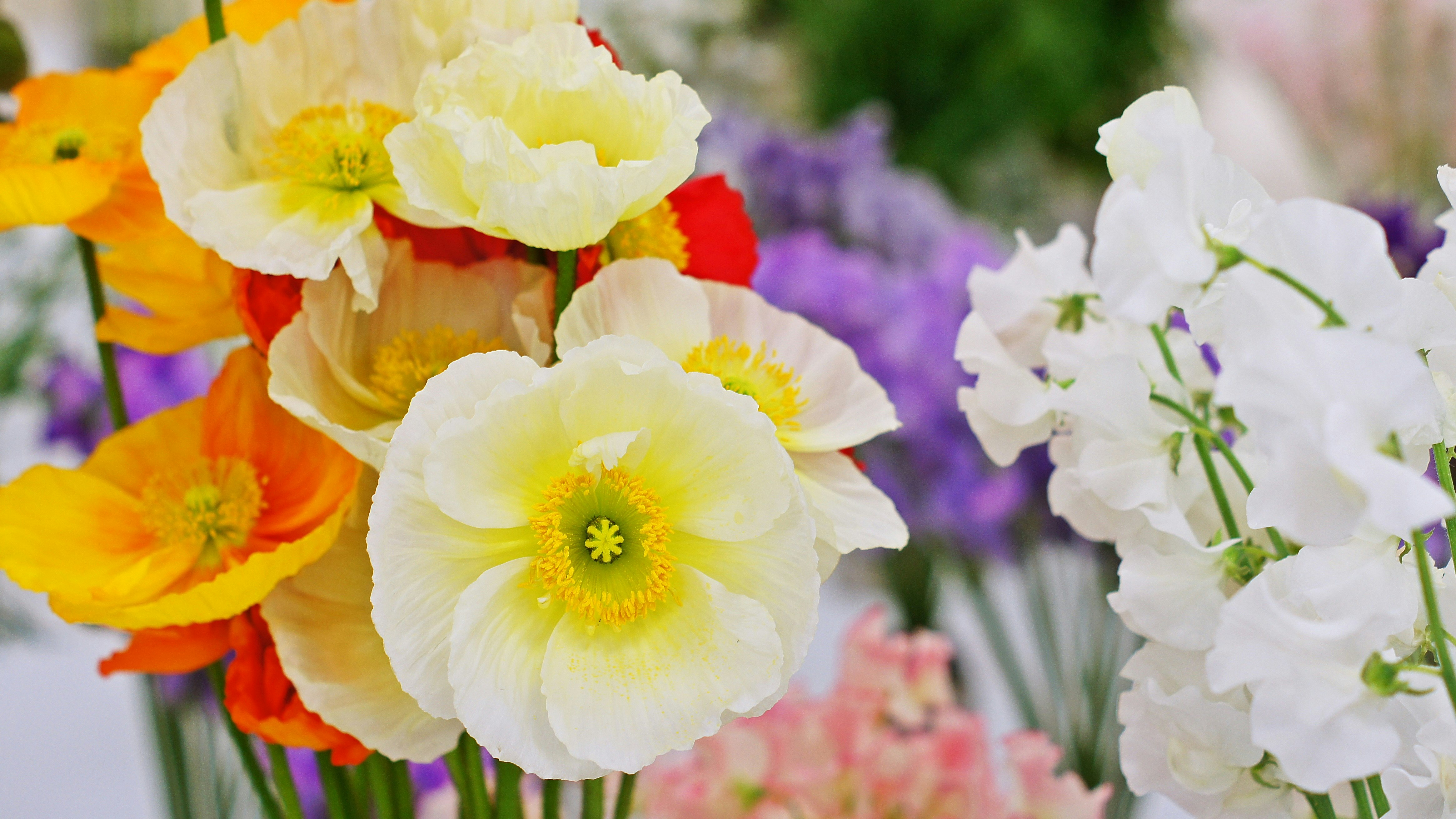 Nahaufnahme bunter blühender Blumen