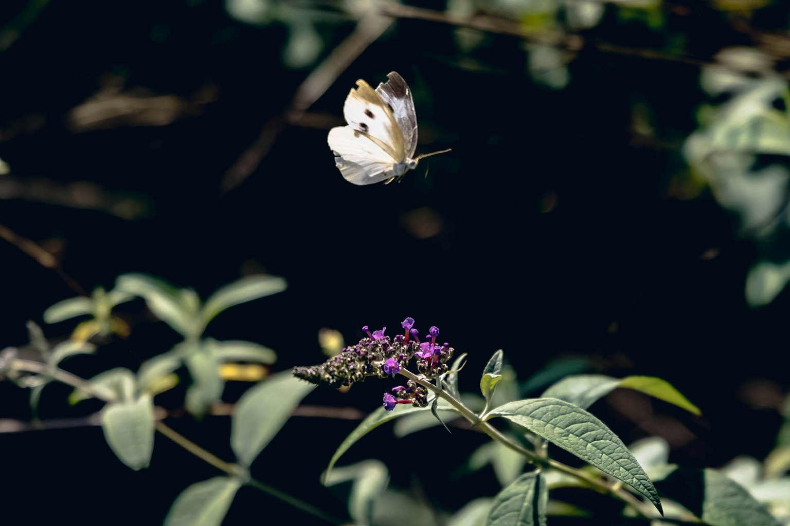 Ein weißer Schmetterling schwebt über lila Blumen in einer natürlichen Umgebung