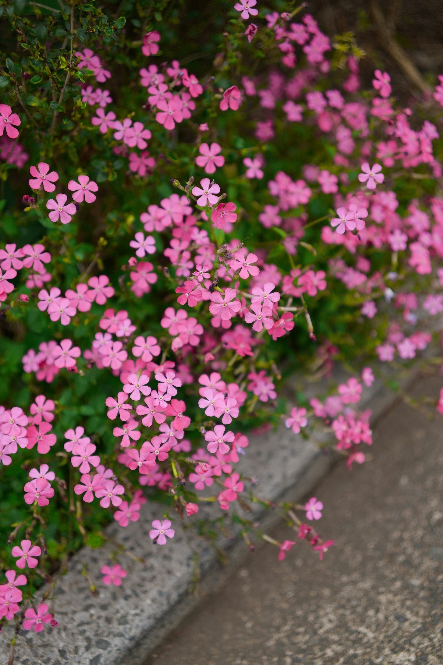 fiori rosa in fiore lungo il bordo di pietra