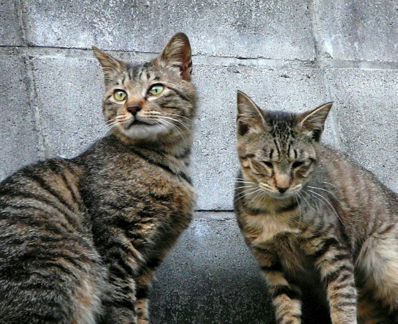 Dos gatos atigrados marrones sentados frente a una pared de concreto