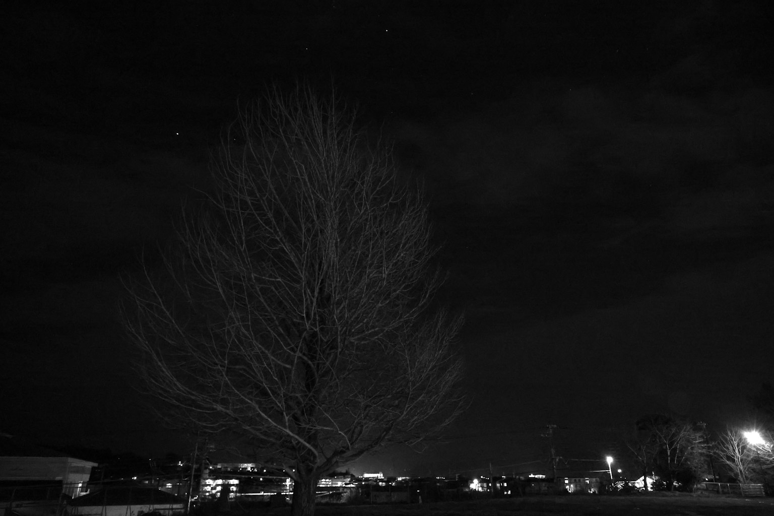 Un arbre sans feuilles sous le ciel nocturne avec des lumières au loin
