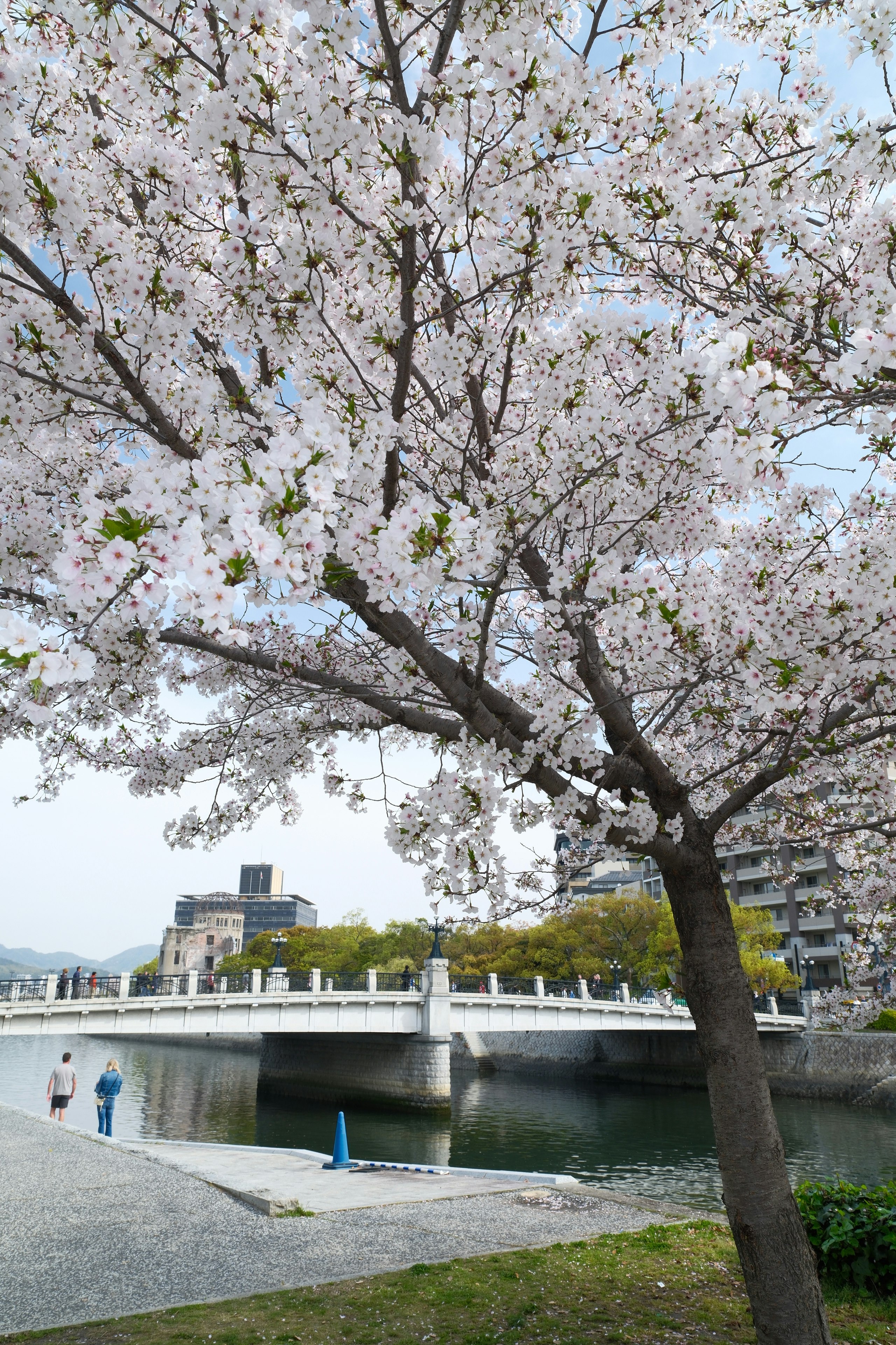 平和記念公園の桜並木と川沿いの遊歩道の風景