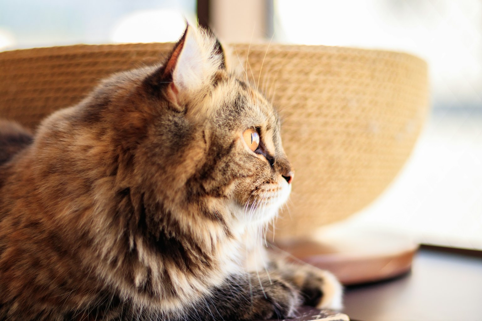 Profil d'un chat regardant par la fenêtre avec un bol en rotin en arrière-plan