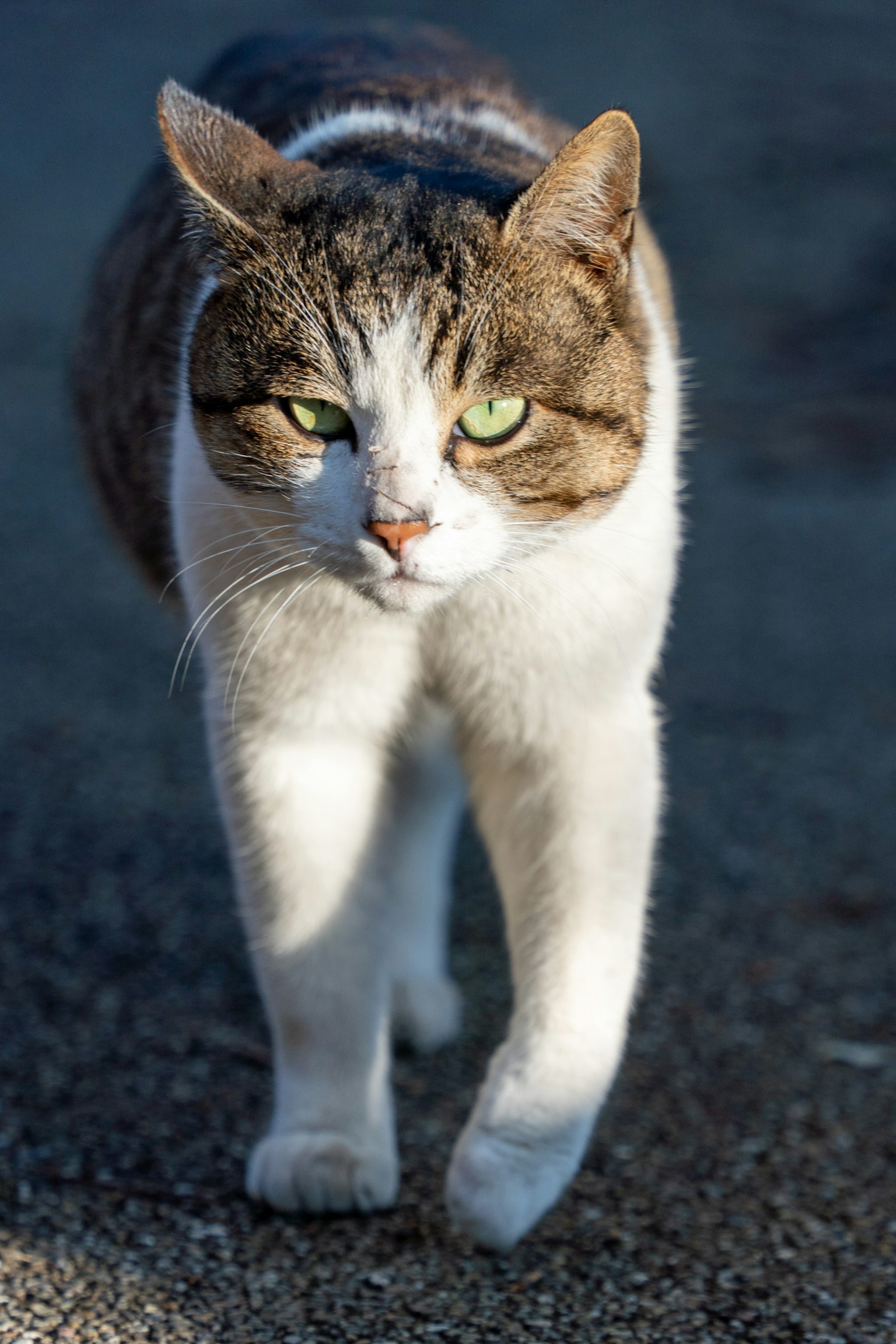 Un gatto grigio e bianco che cammina verso la fotocamera