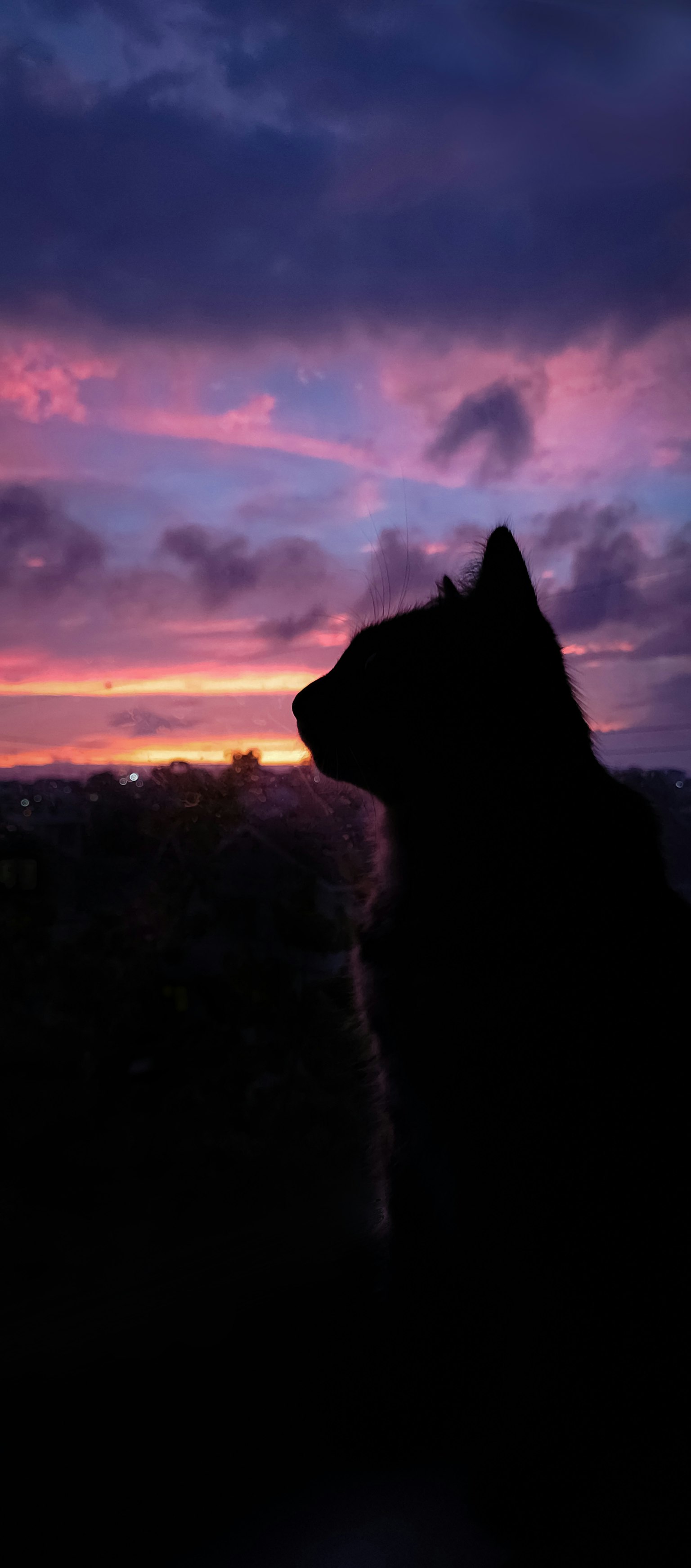 夕阳下的狗的轮廓