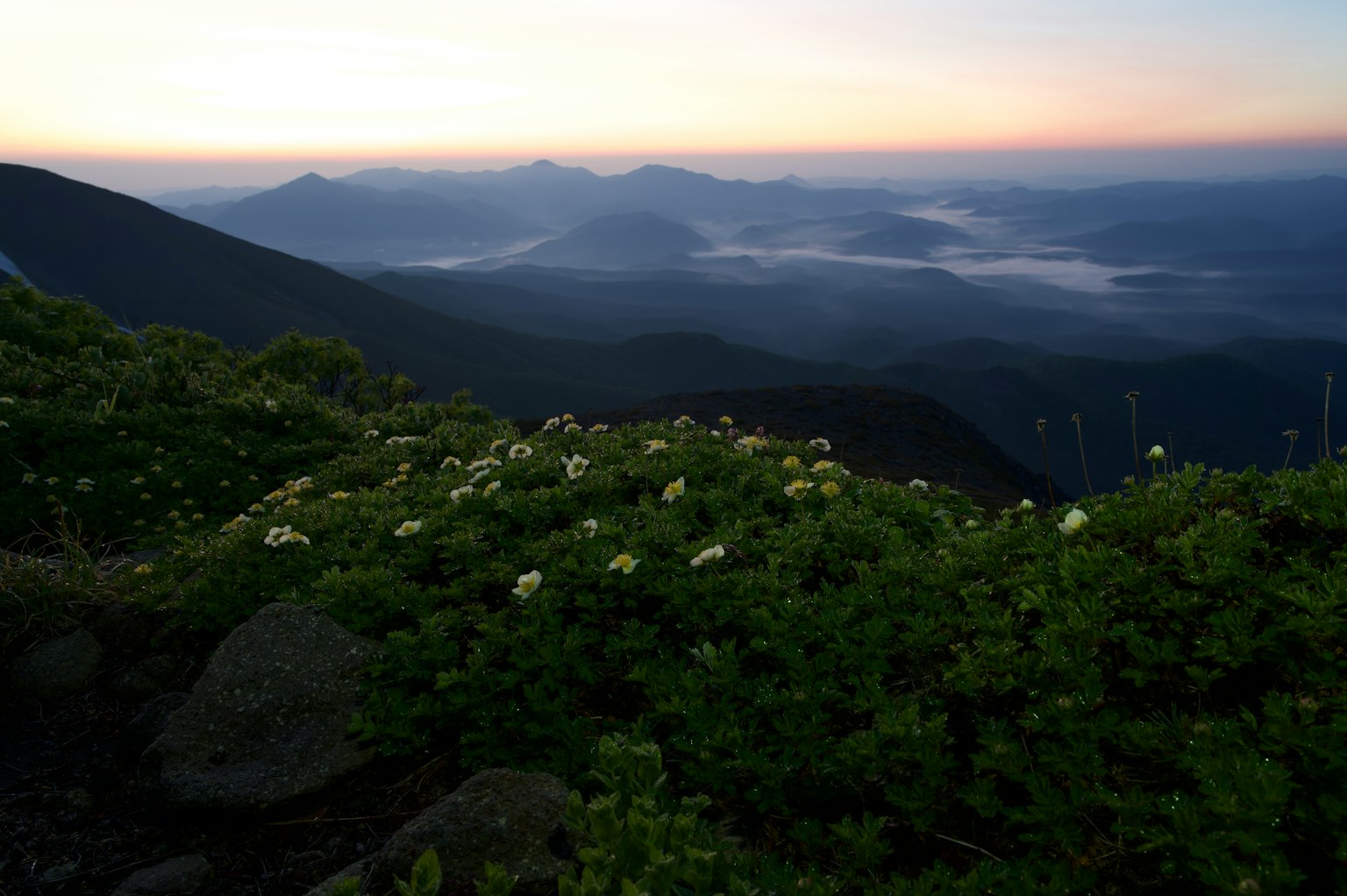 美麗的山地風景與盛開的花朵和遠處的山峰