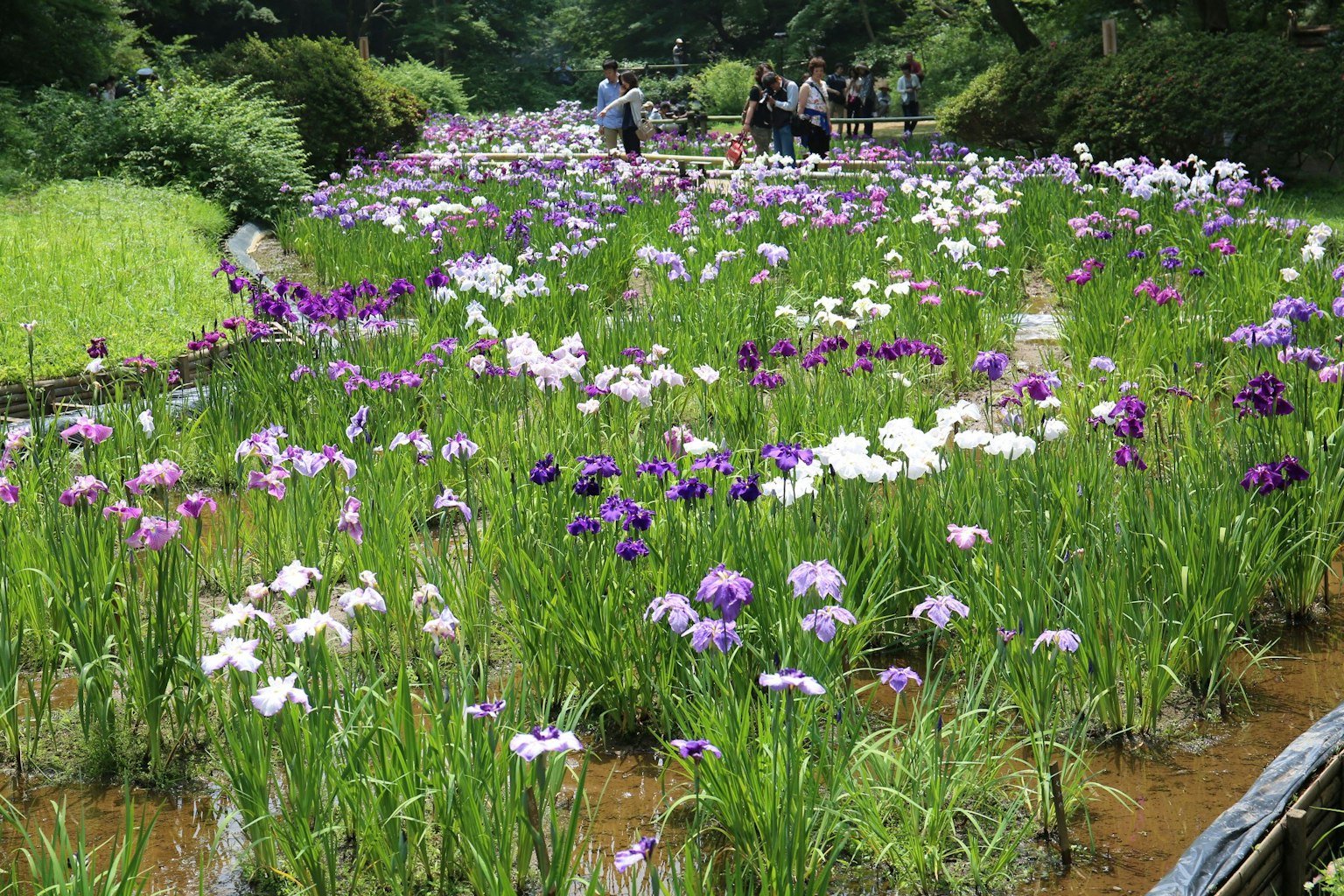 Iris colorés fleurissant dans un cours d'eau entouré de verdure