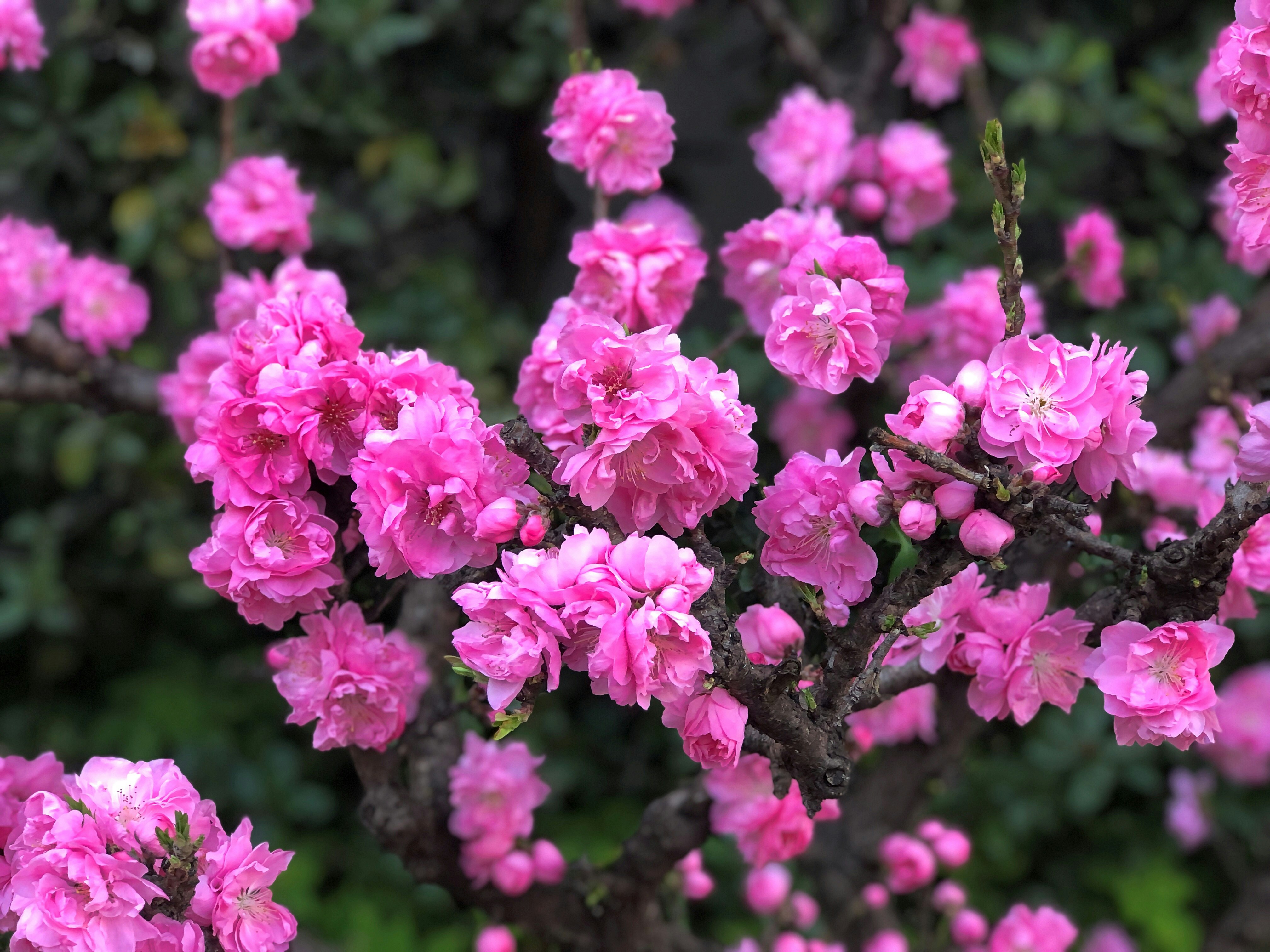 濃い緑の枝に咲く鮮やかなピンクの花
