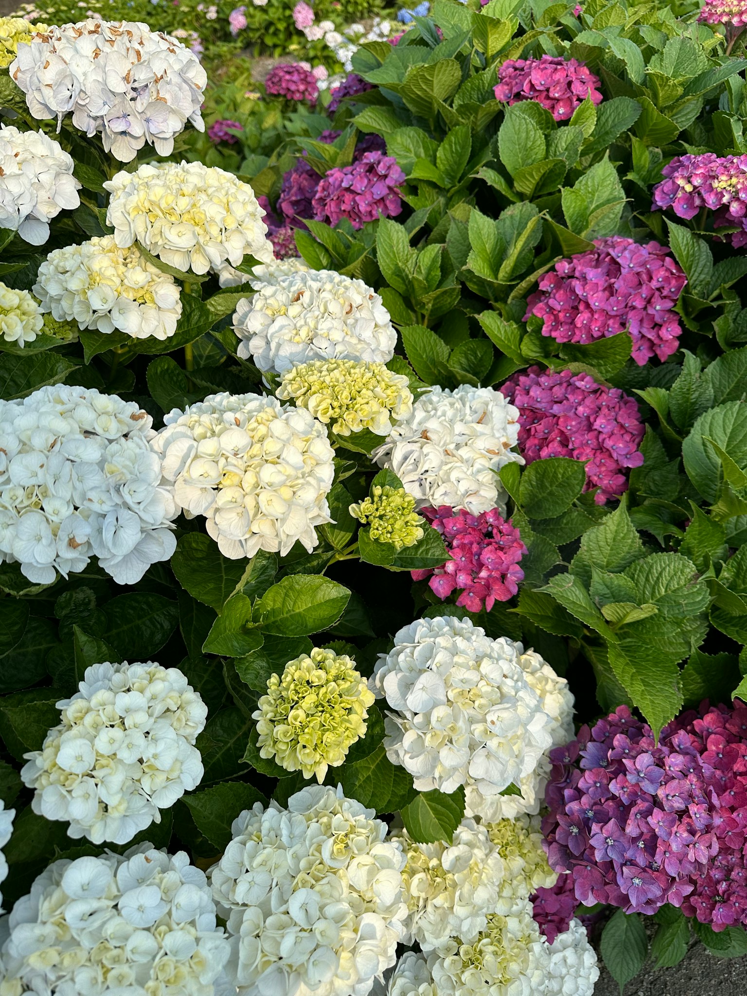 Colorful hydrangea flowers blooming in a garden