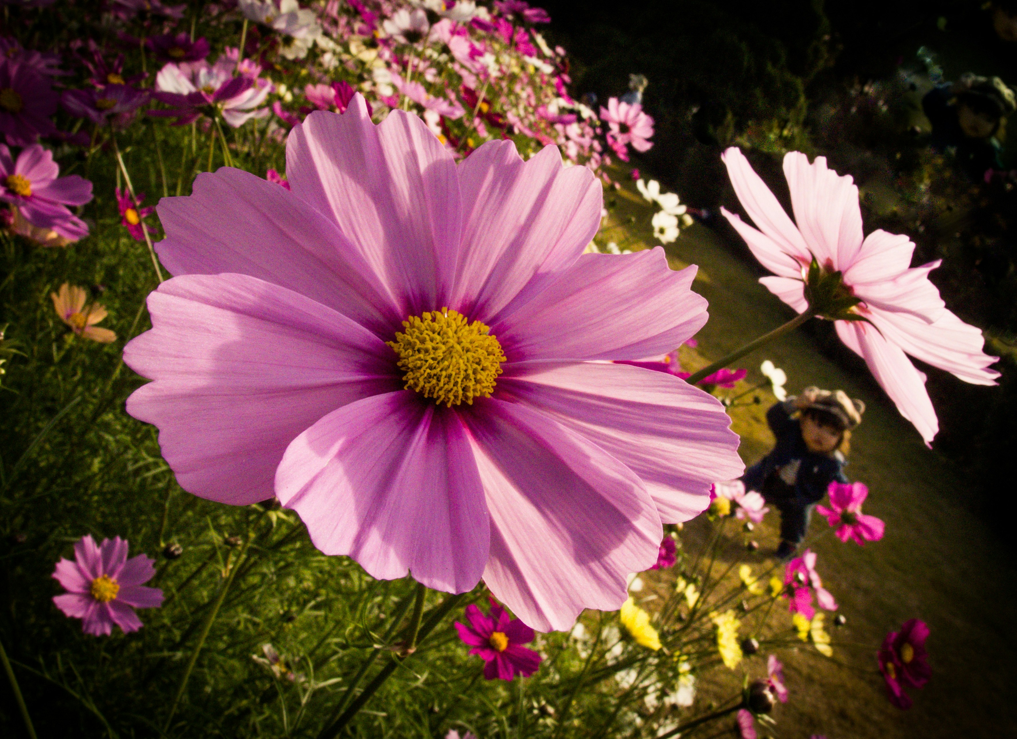 噴水付近の花畑で咲くコスモスの花