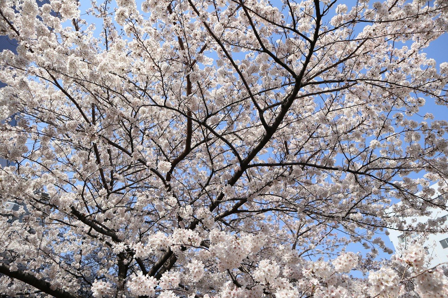Pohon sakura mekar di bawah langit biru cerah